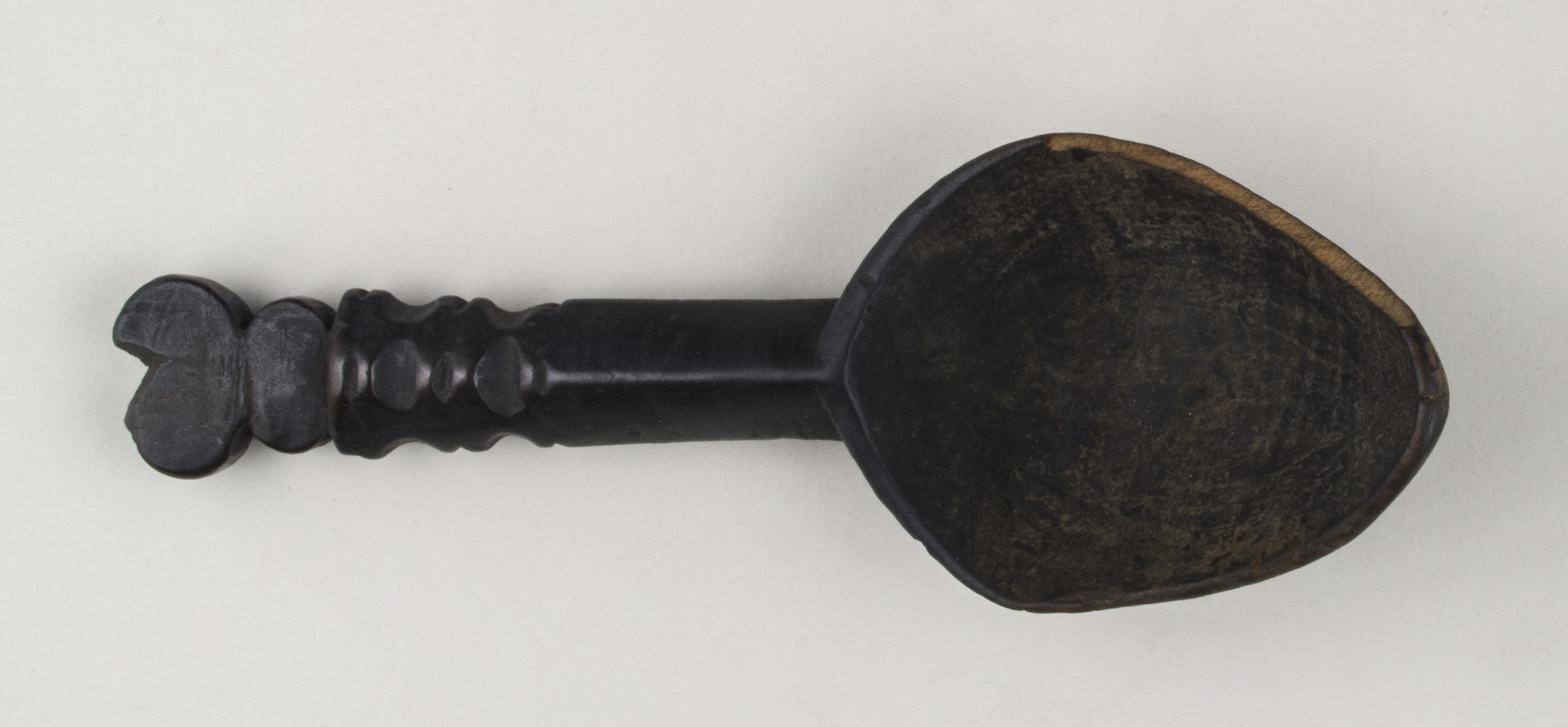 Top view without scale (c) Field Museum of Natural History - CC BY-NC 4.0