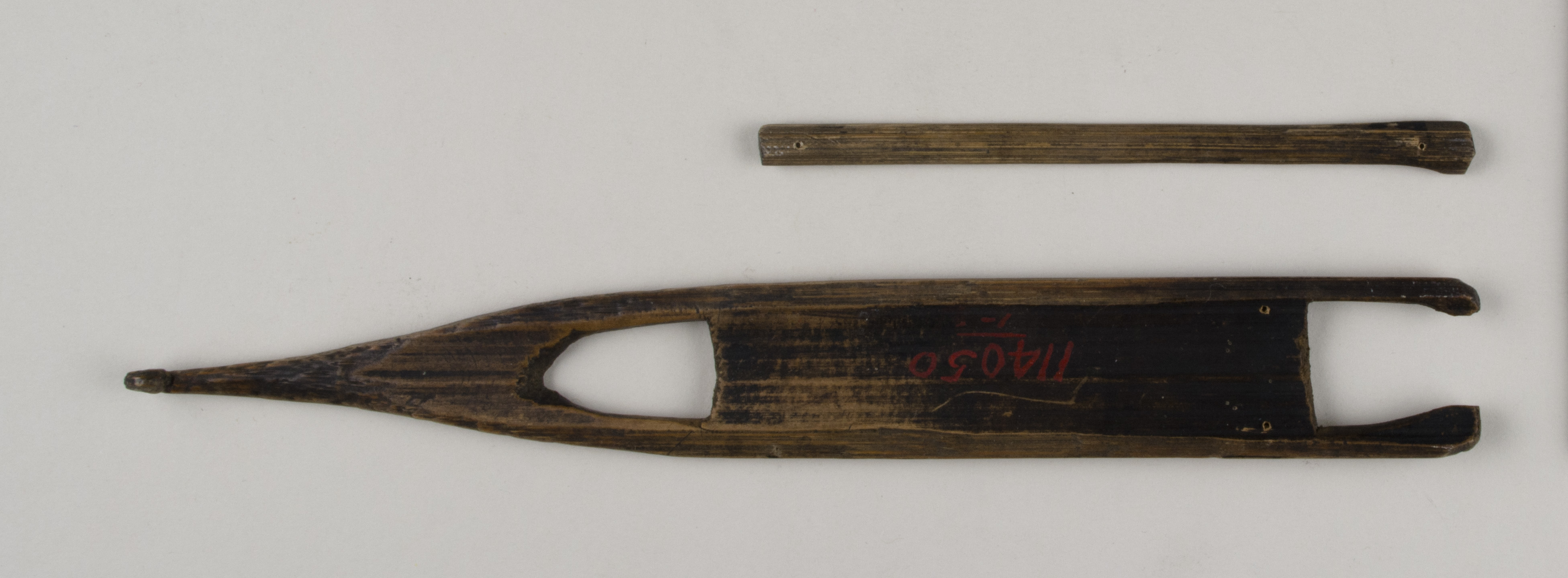 Top view without scale (c) Field Museum of Natural History - CC BY-NC 4.0