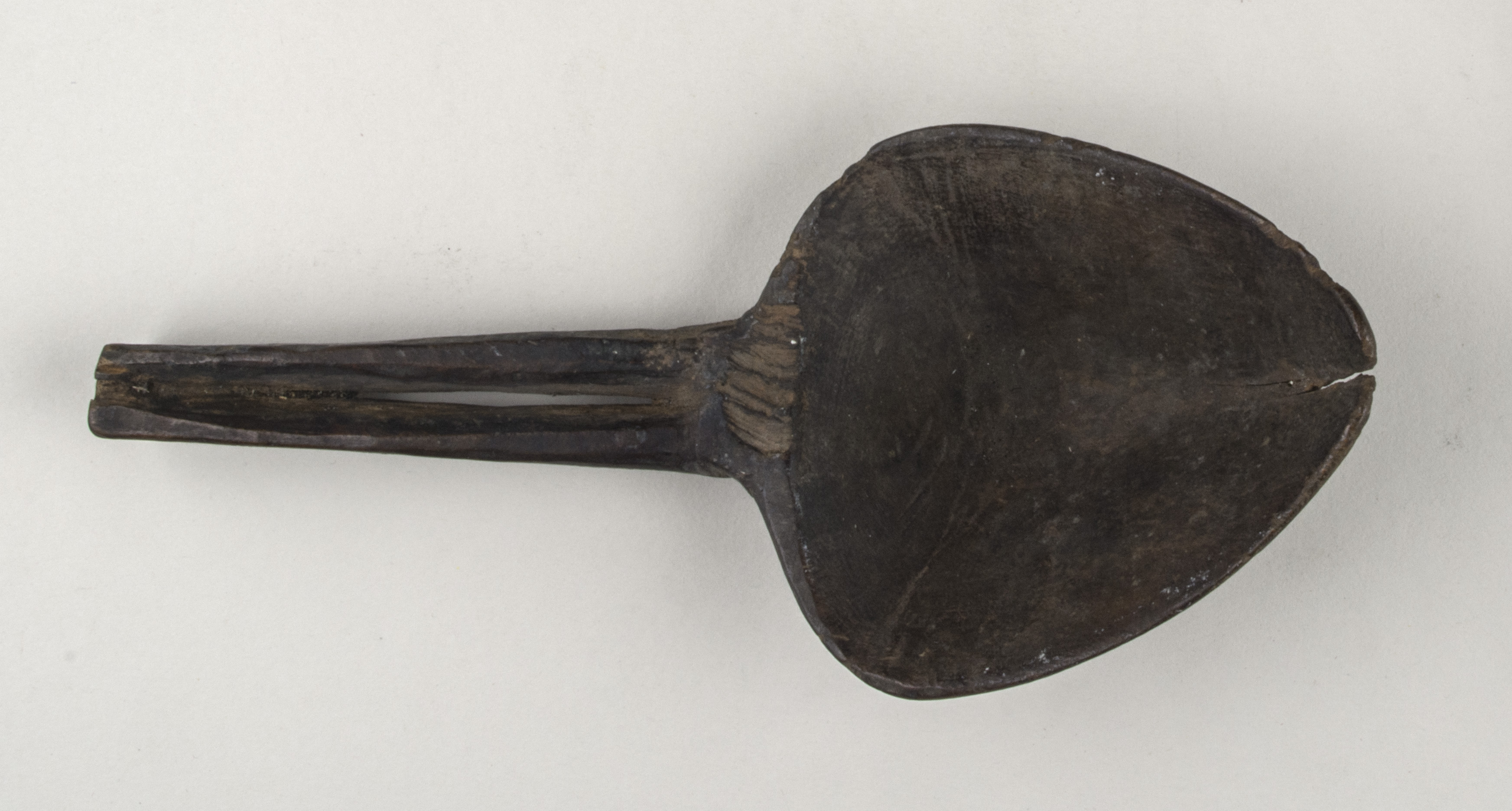 Front view without scale (c) Field Museum of Natural History - CC BY-NC 4.0