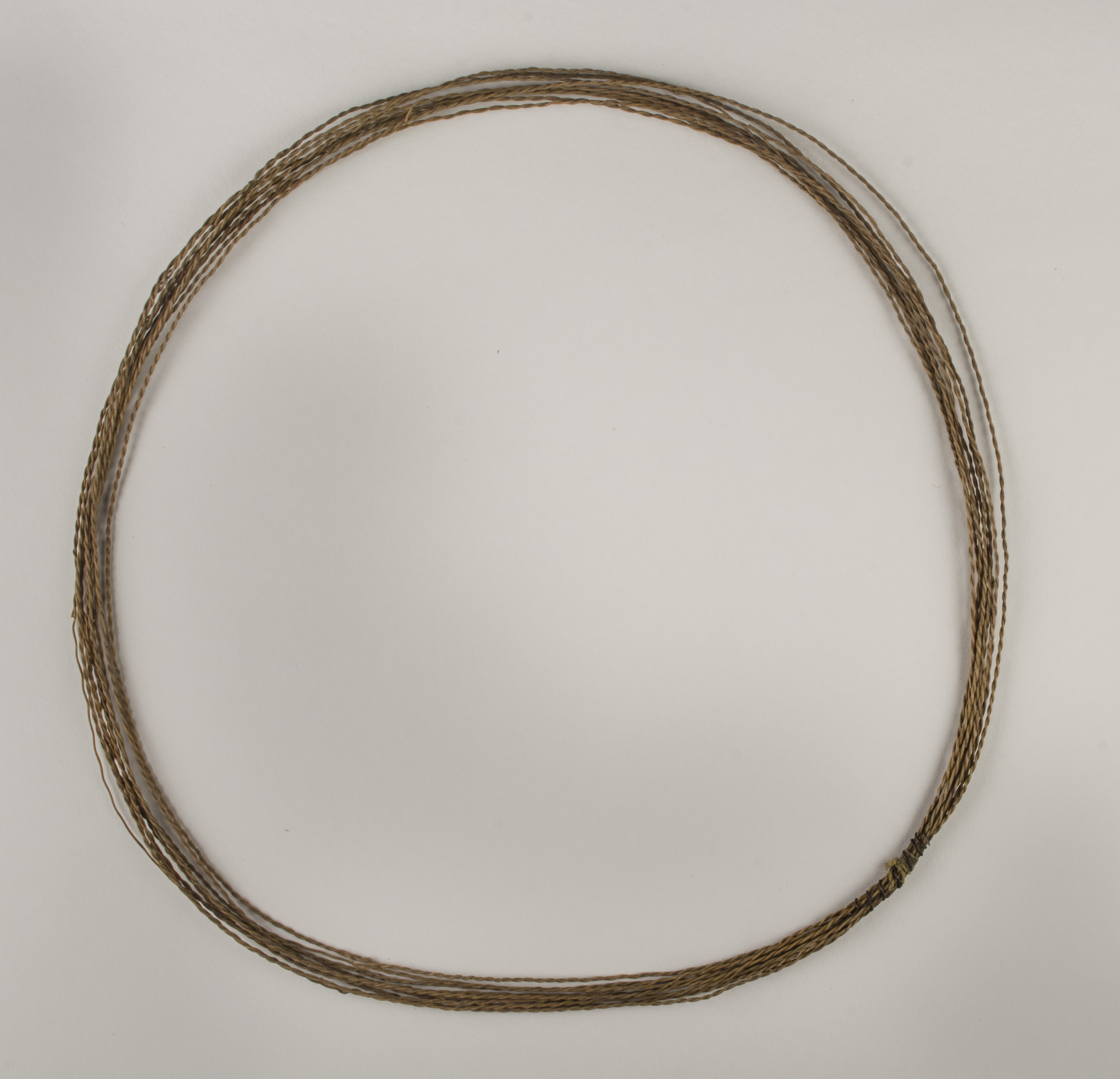 Top view without scale (c) Field Museum of Natural History - CC BY-NC 4.0