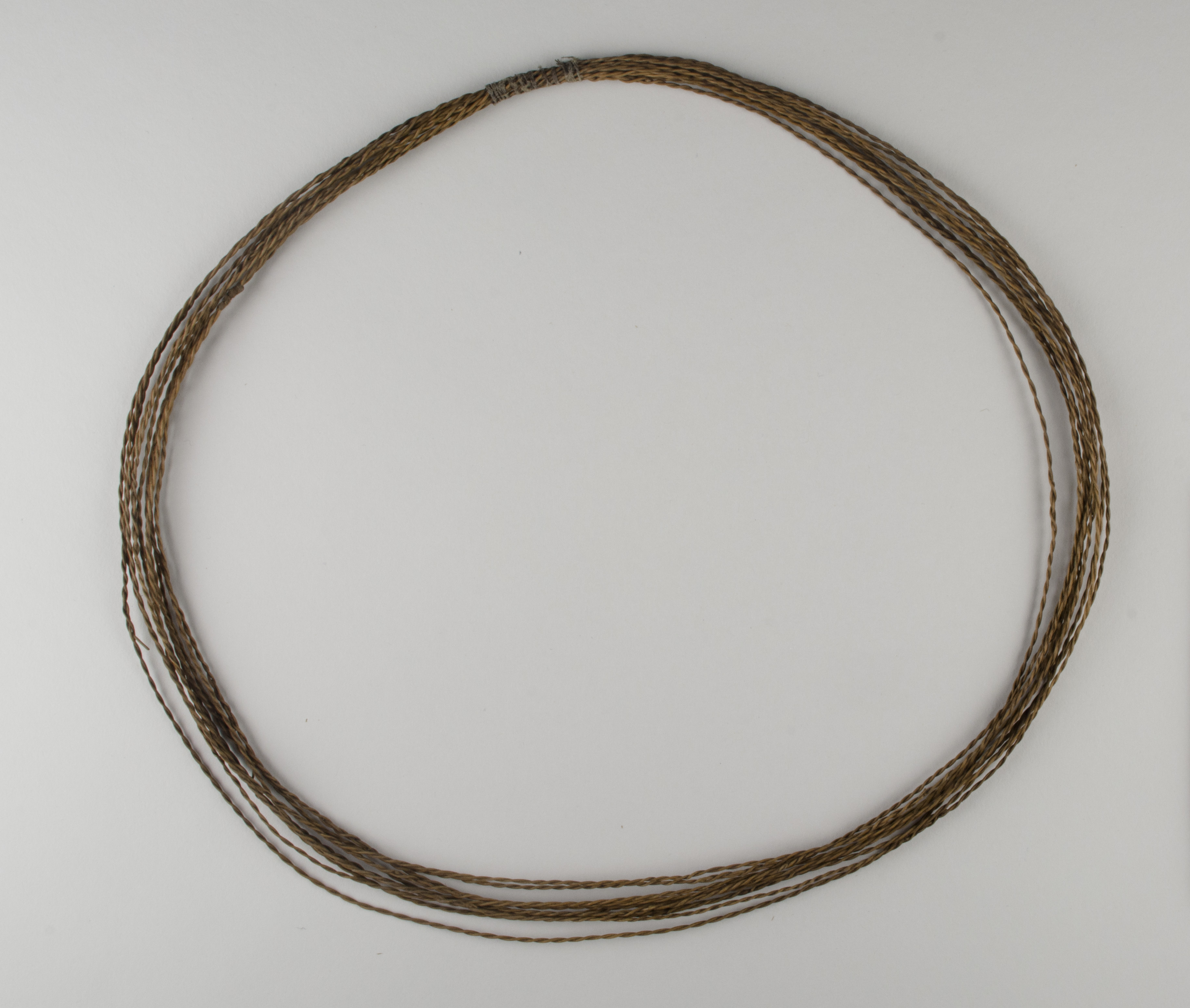 Top view without scale (c) Field Museum of Natural History - CC BY-NC 4.0