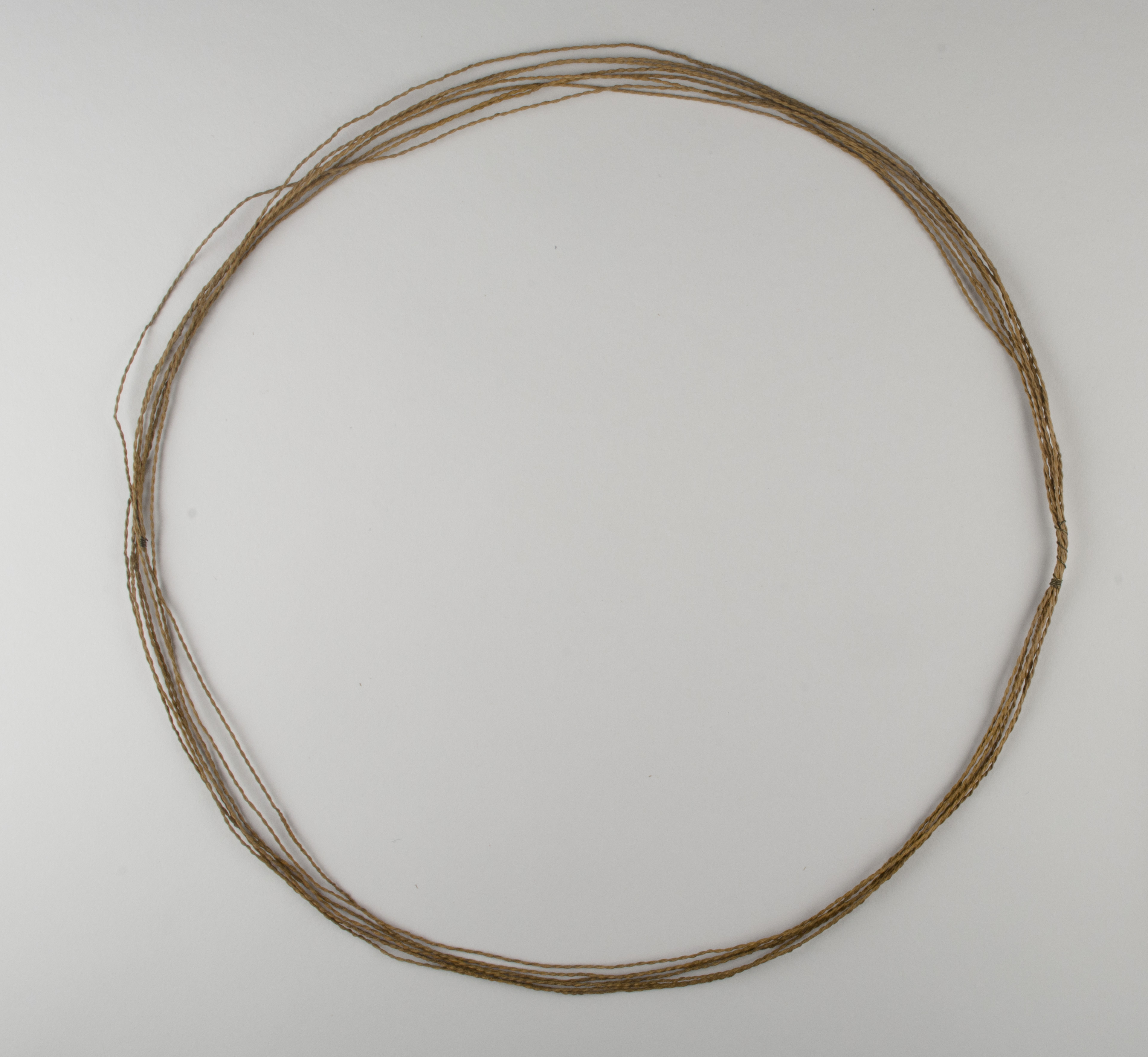 Top view without scale (c) Field Museum of Natural History - CC BY-NC 4.0