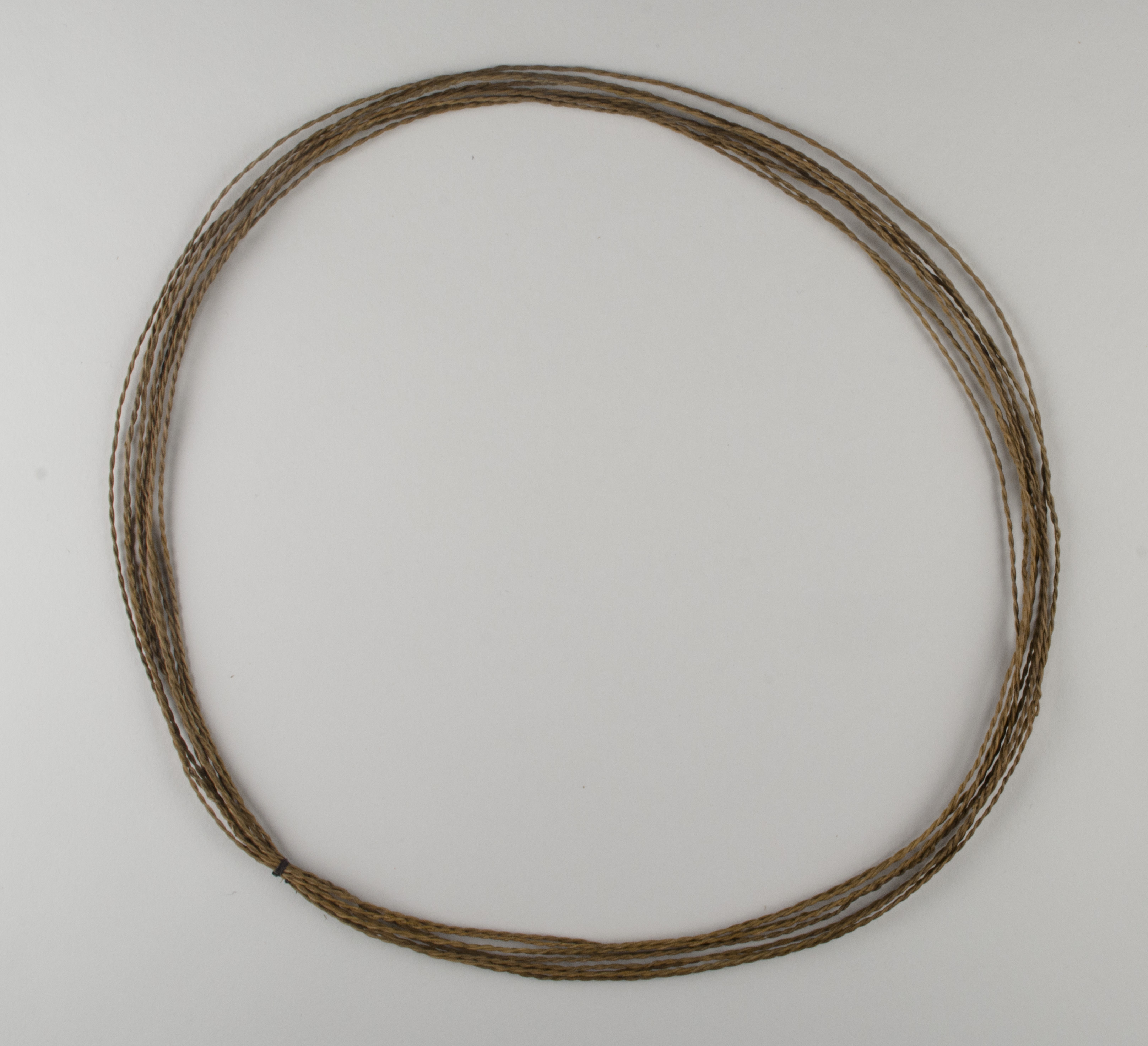 Top view without scale (c) Field Museum of Natural History - CC BY-NC 4.0