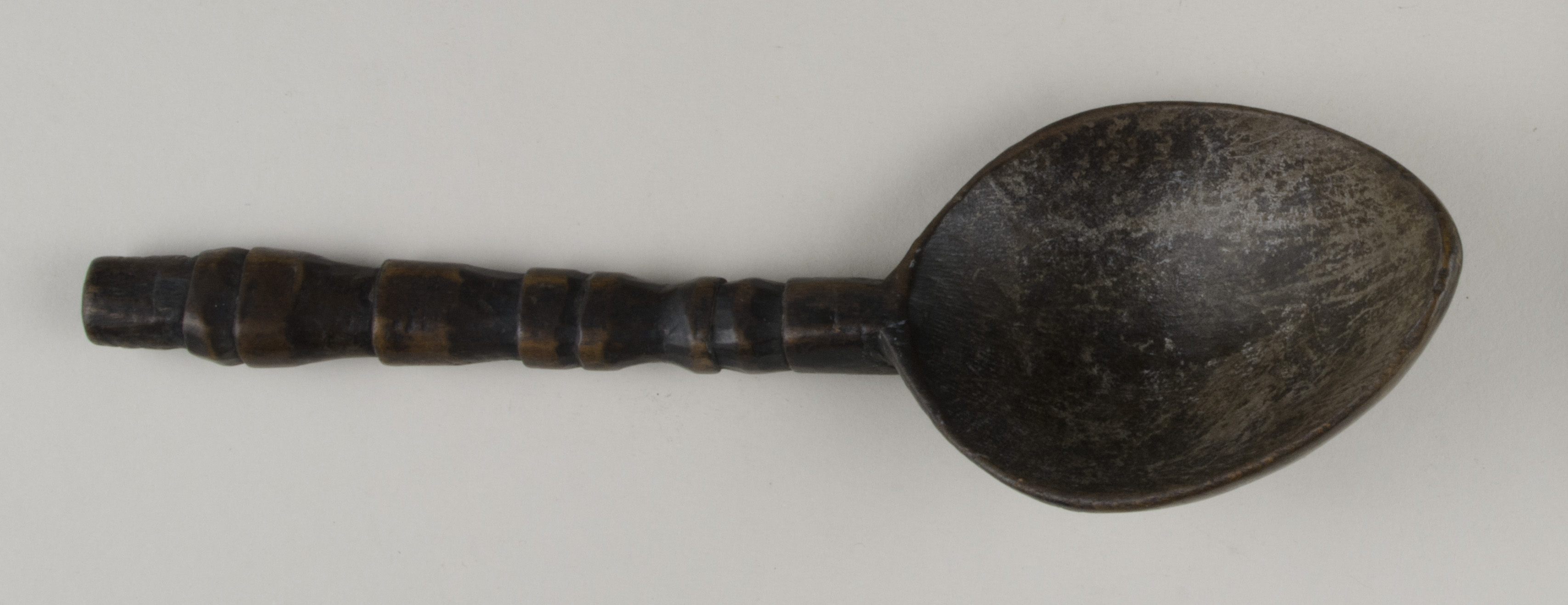 Top view without scale (c) Field Museum of Natural History - CC BY-NC 4.0