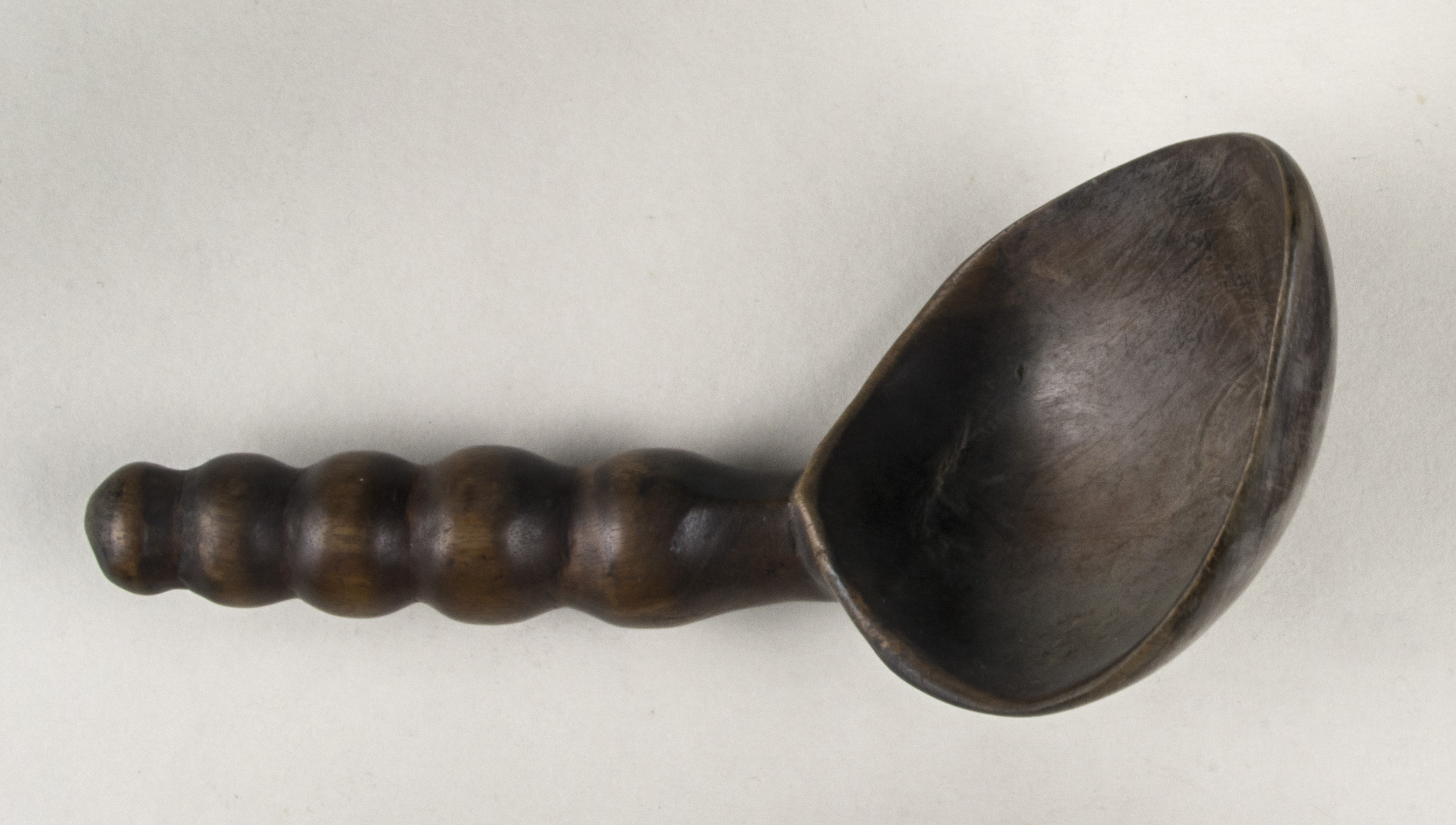 Top view without scale (c) Field Museum of Natural History - CC BY-NC 4.0