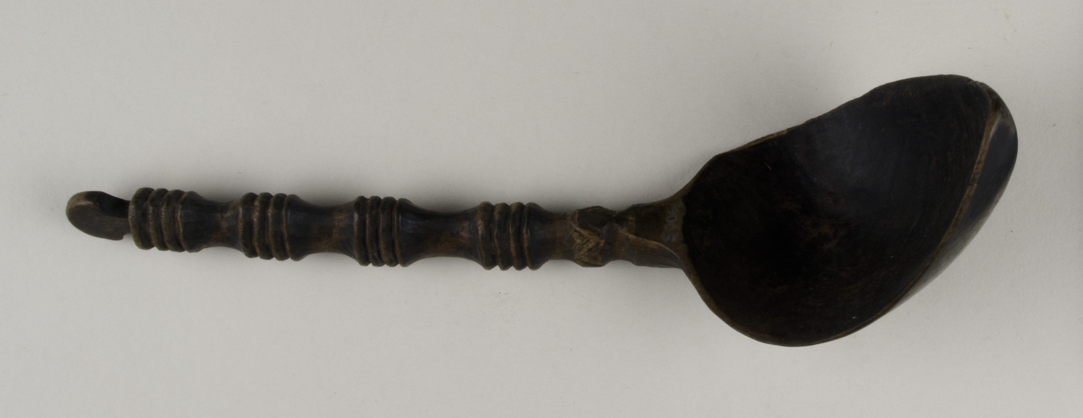 Top view without scale (c) Field Museum of Natural History - CC BY-NC 4.0