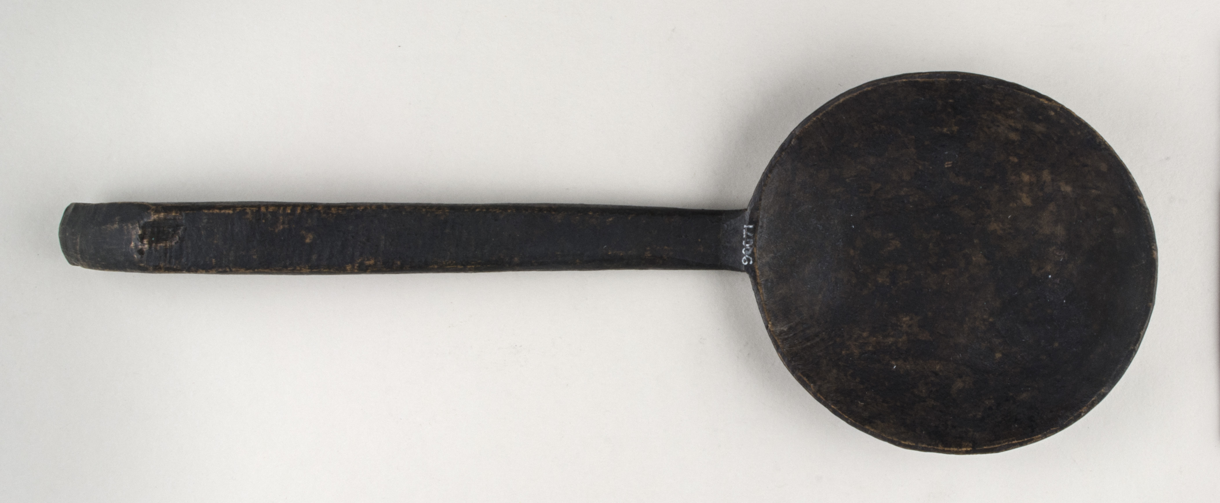 Top view without scale (c) Field Museum of Natural History - CC BY-NC 4.0