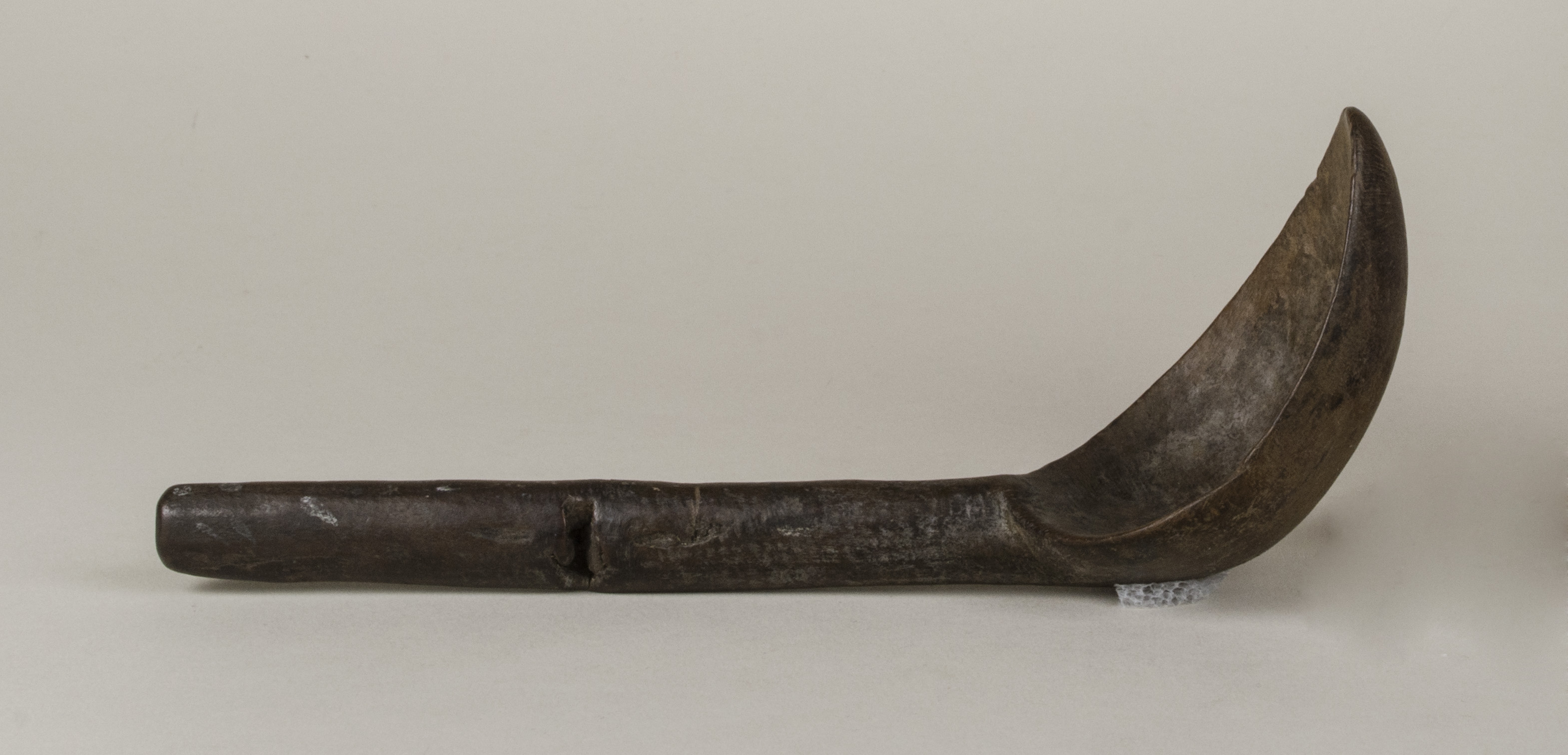 Side view without scale (c) Field Museum of Natural History - CC BY-NC 4.0