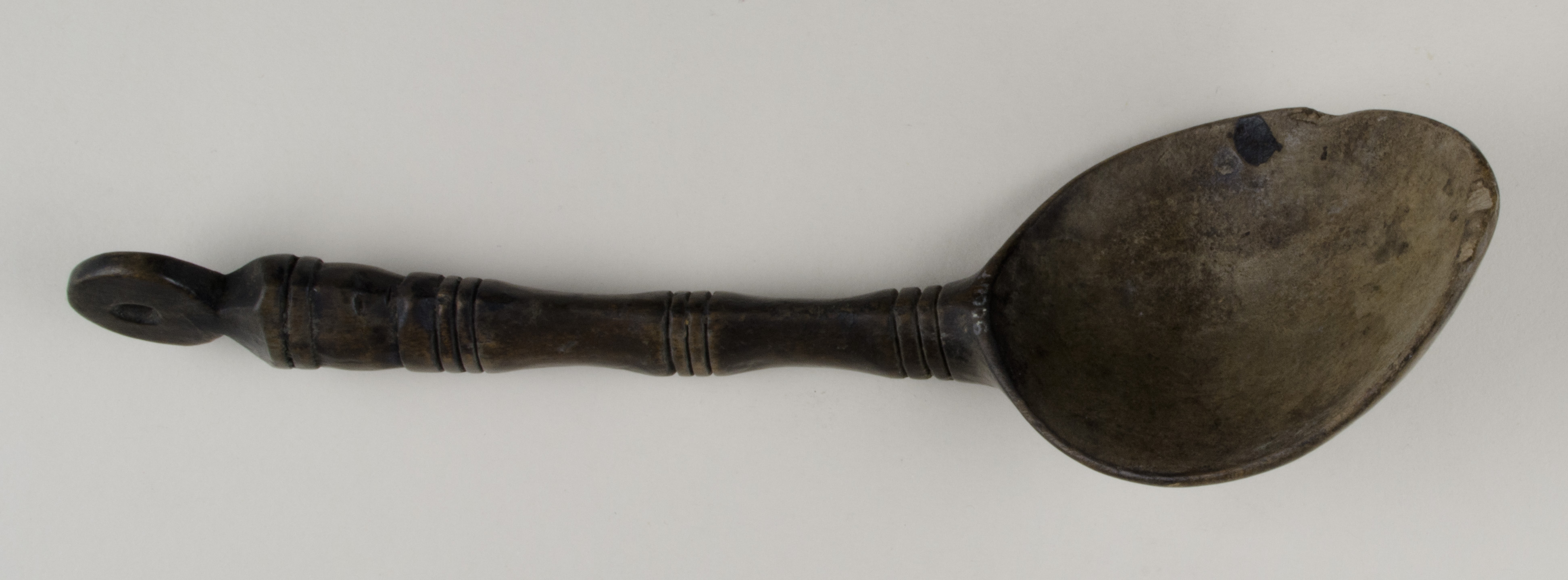 Top view without scale (c) Field Museum of Natural History - CC BY-NC 4.0