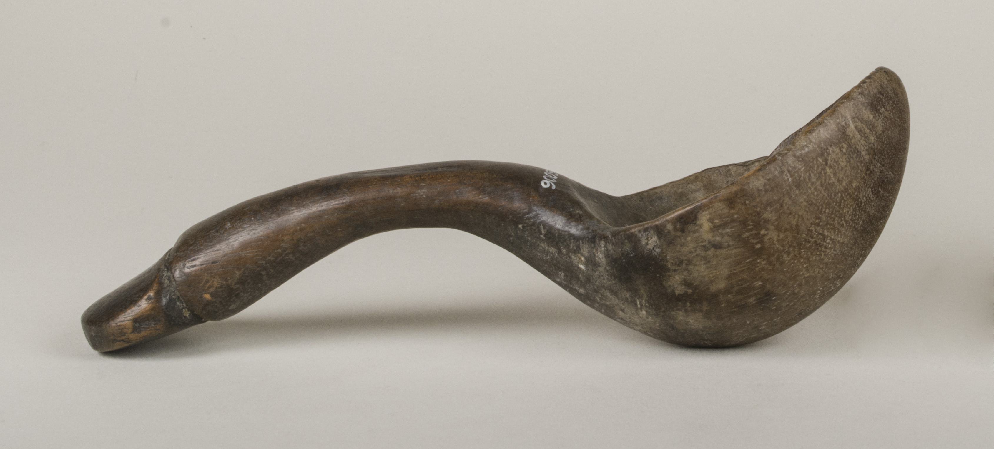 Side view without scale (c) Field Museum of Natural History - CC BY-NC 4.0