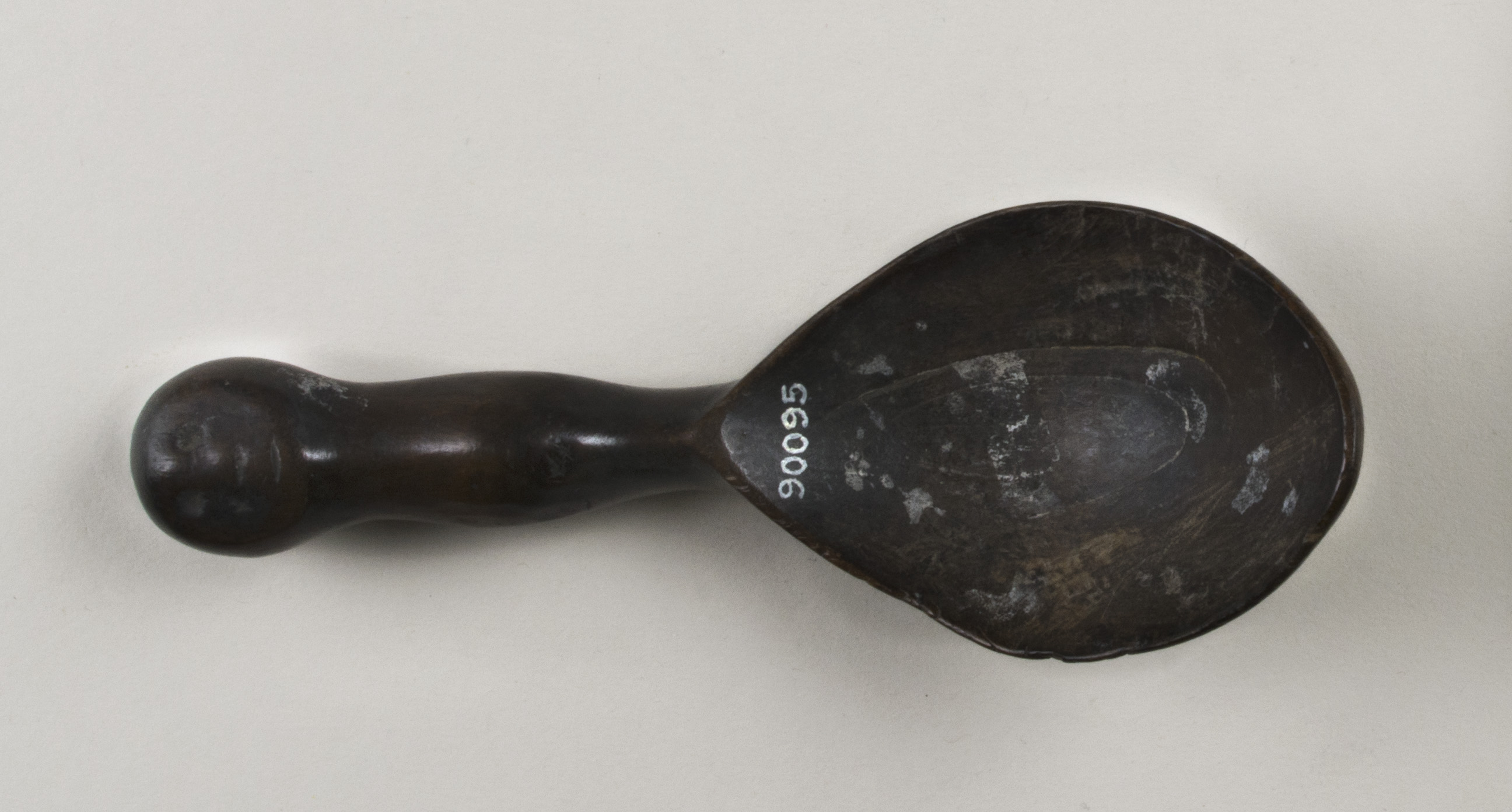 Top view without scale (c) Field Museum of Natural History - CC BY-NC 4.0