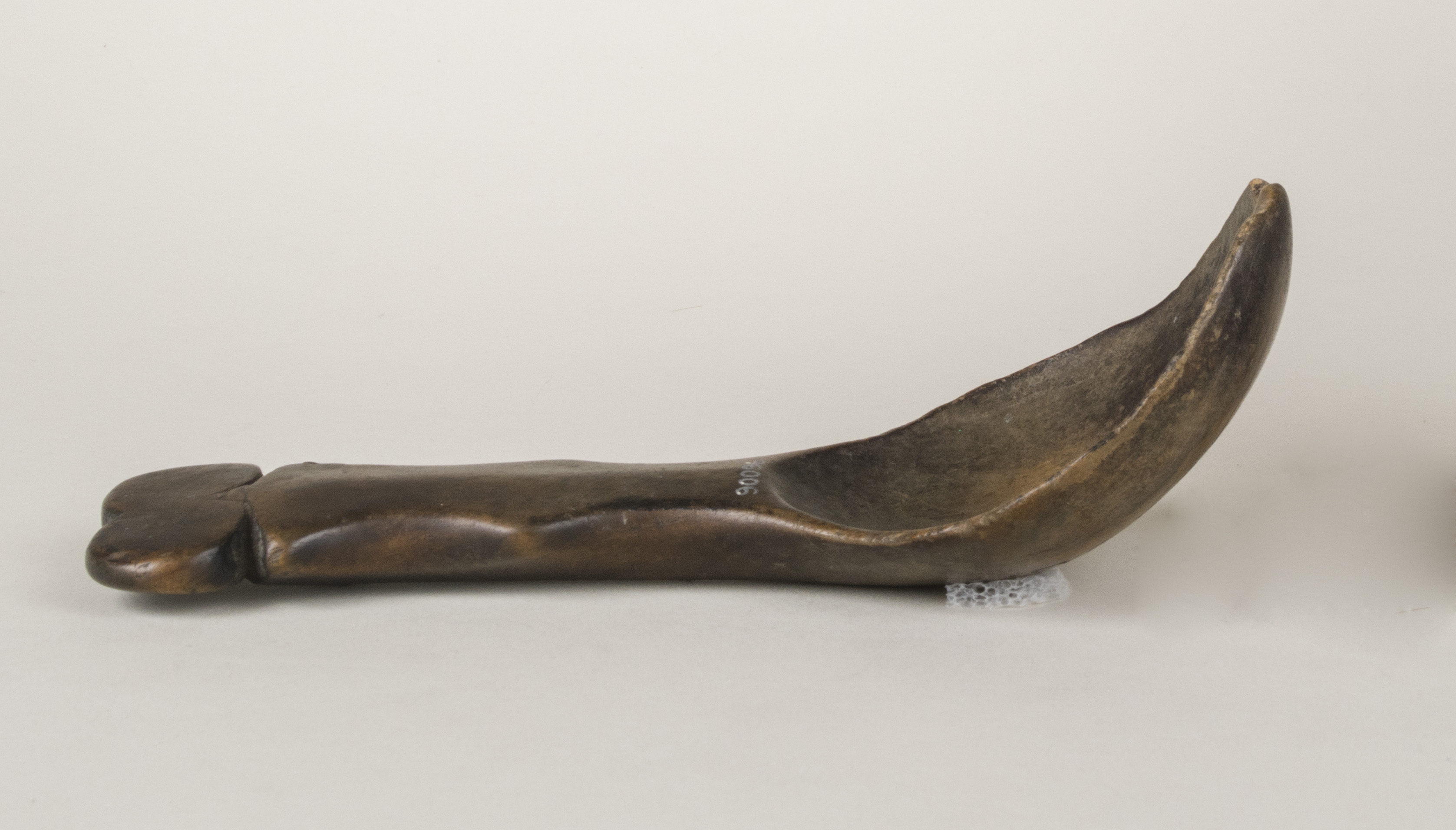 Side view without scale (c) Field Museum of Natural History - CC BY-NC 4.0