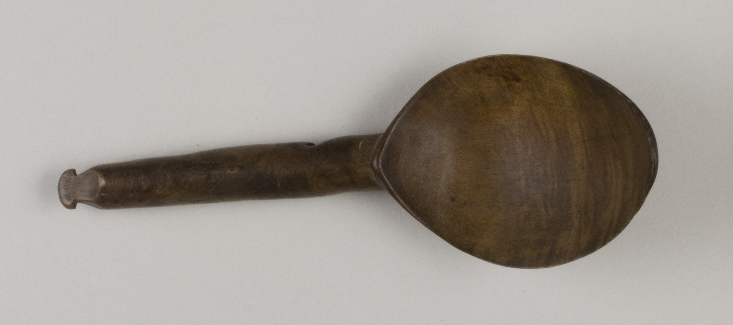 Top view without scale (c) Field Museum of Natural History - CC BY-NC 4.0