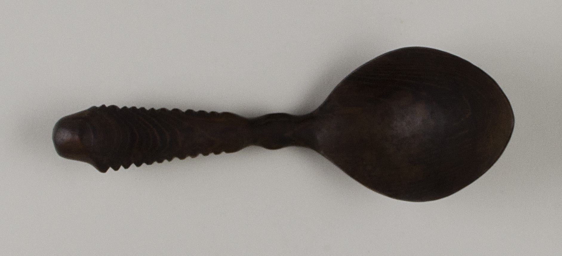 Top view without scale (c) Field Museum of Natural History - CC BY-NC 4.0