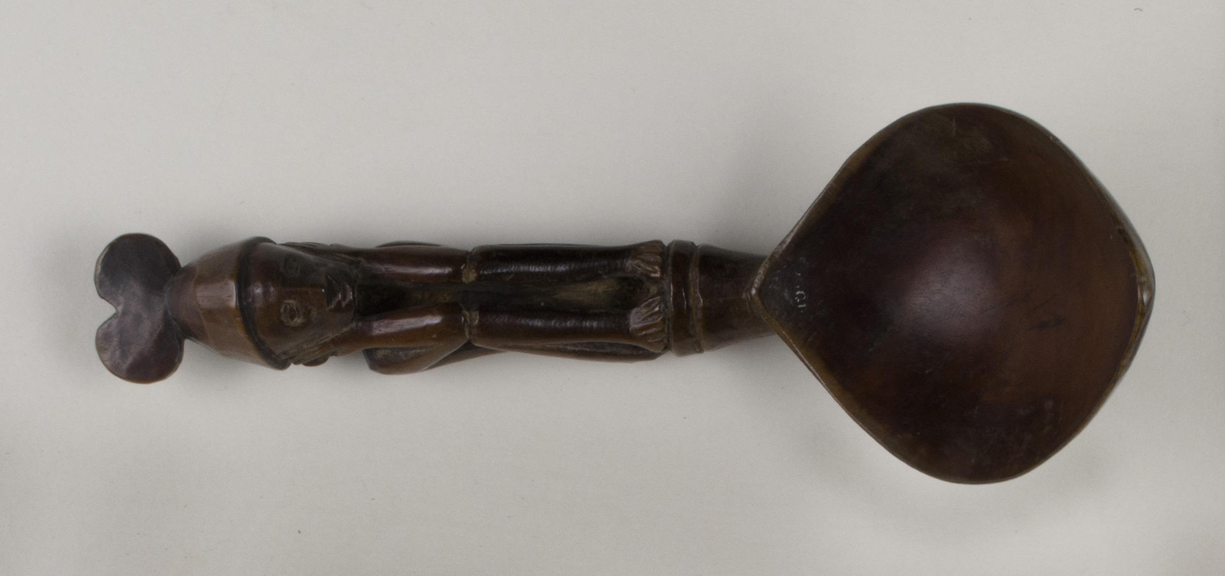 Top view without scale (c) Field Museum of Natural History - CC BY-NC 4.0