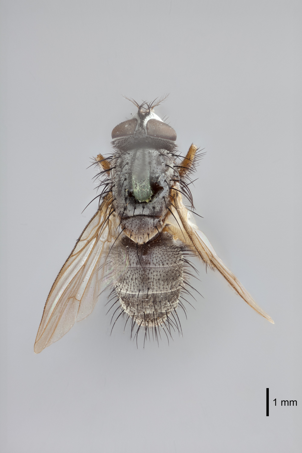 Phaonia deleta