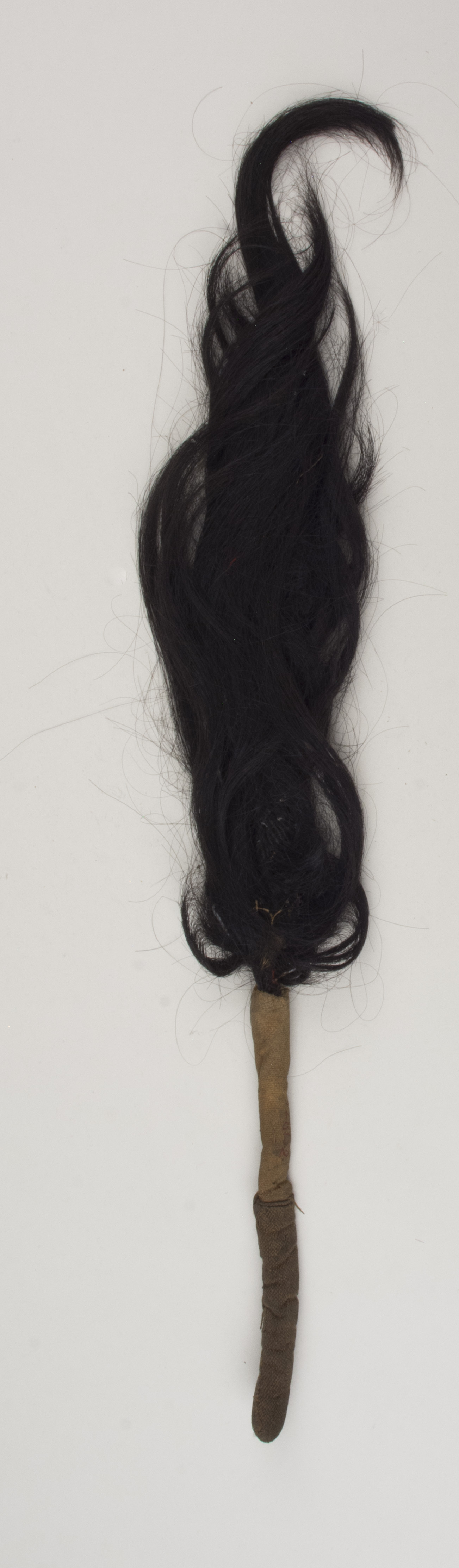 Top view (c) Field Museum of Natural History - CC BY-NC 4.0