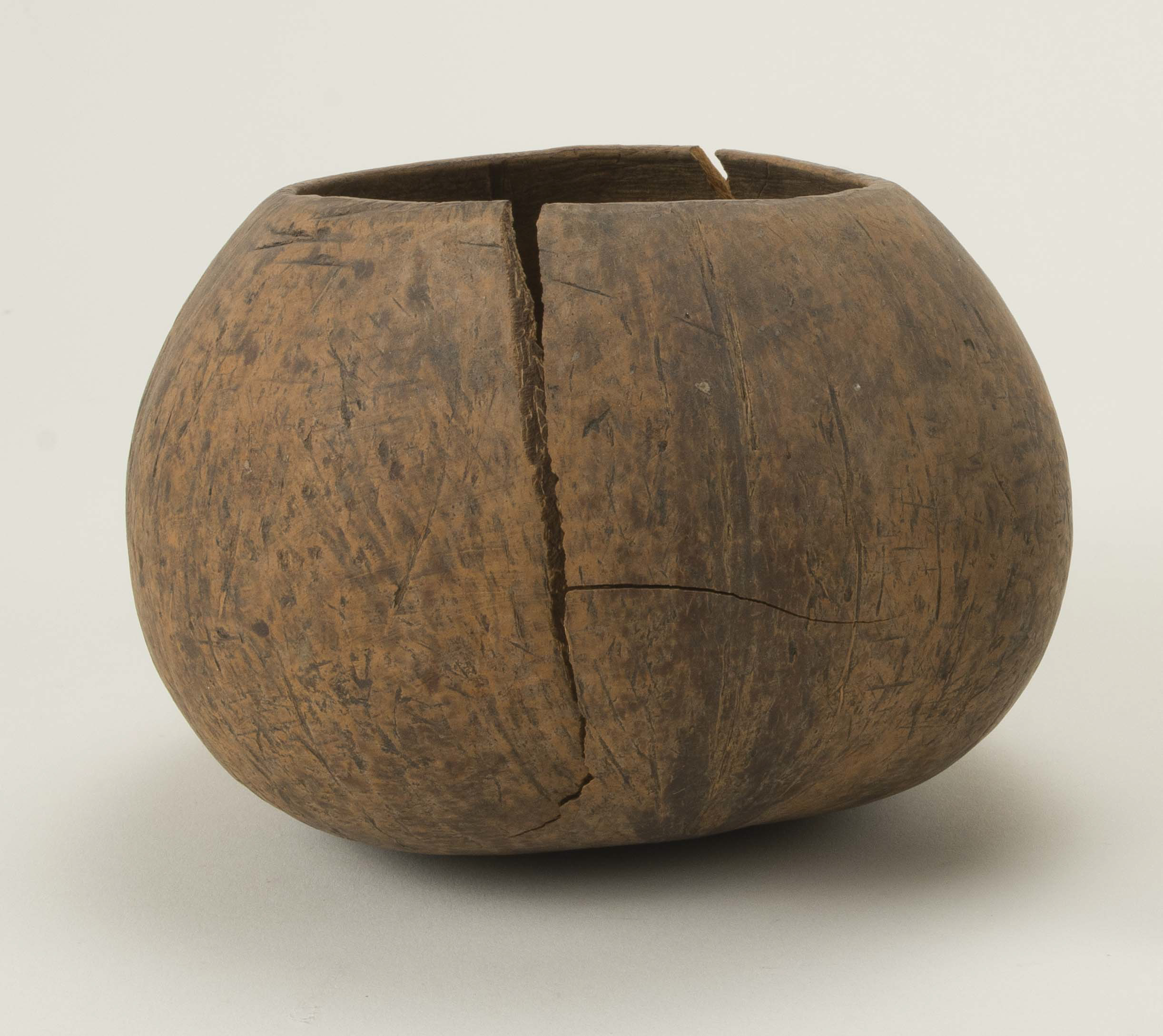 Front view (c) Field Museum of Natural History - CC BY-NC 4.0