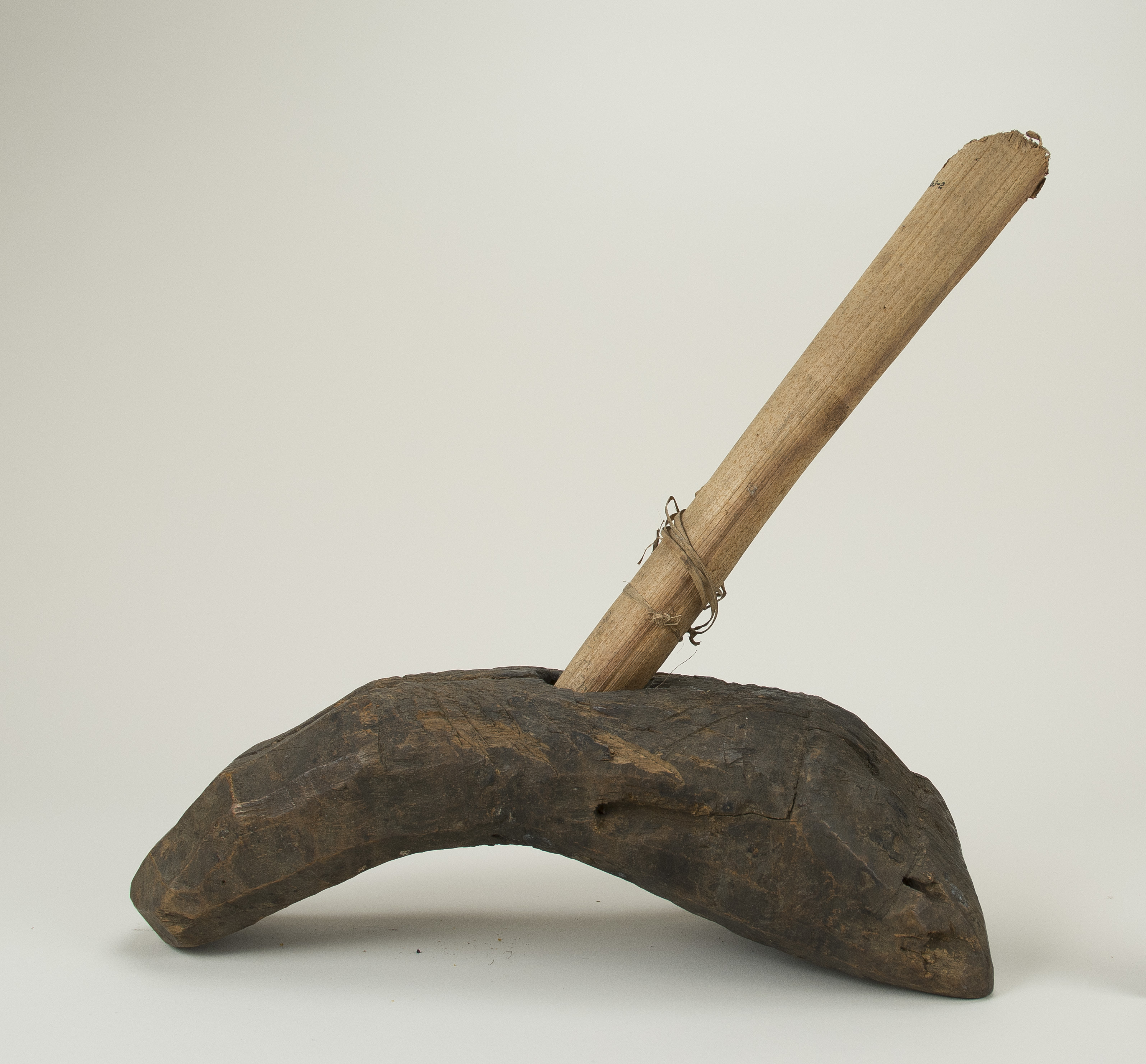 Side view (c) Field Museum of Natural History - CC BY-NC 4.0