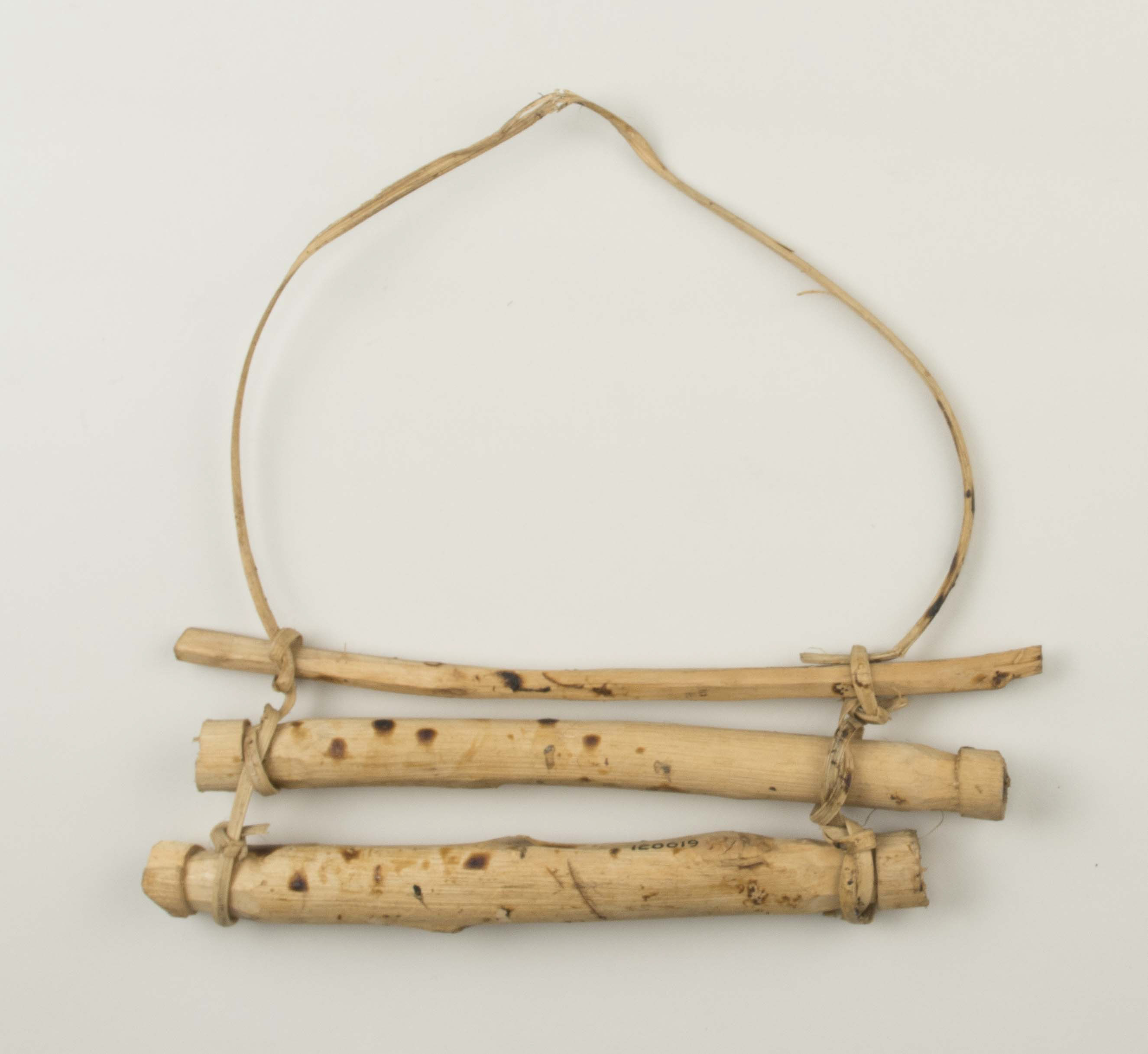 Top view (c) Field Museum of Natural History - CC BY-NC 4.0