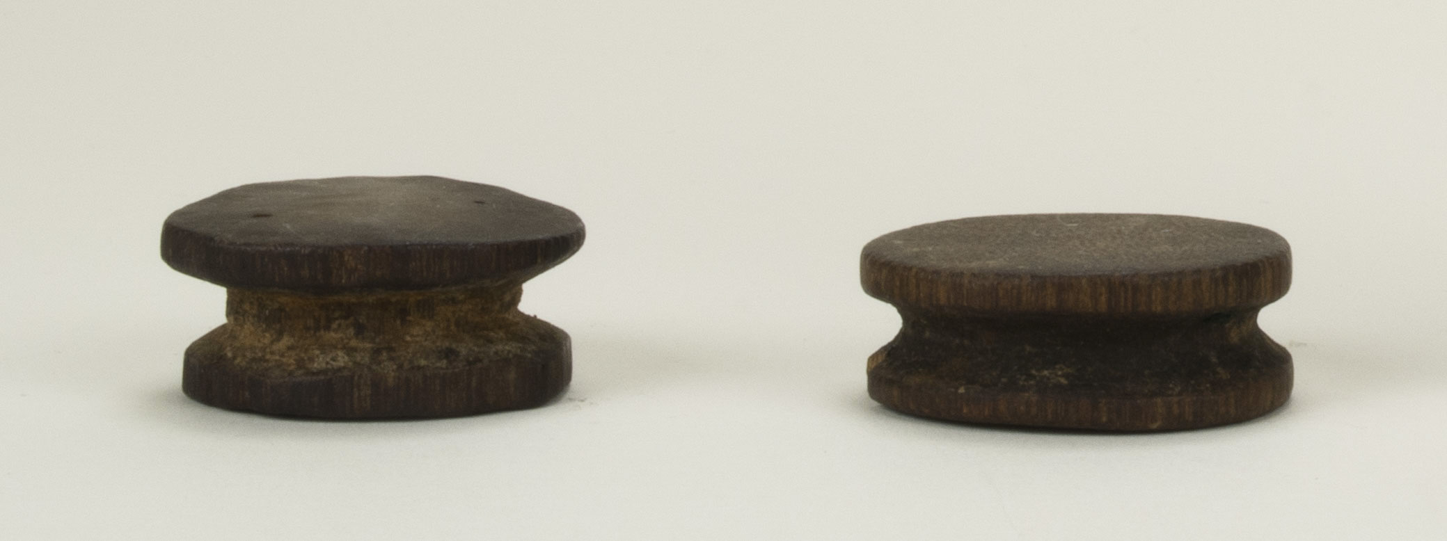 Front view (c) Field Museum of Natural History - CC BY-NC 4.0