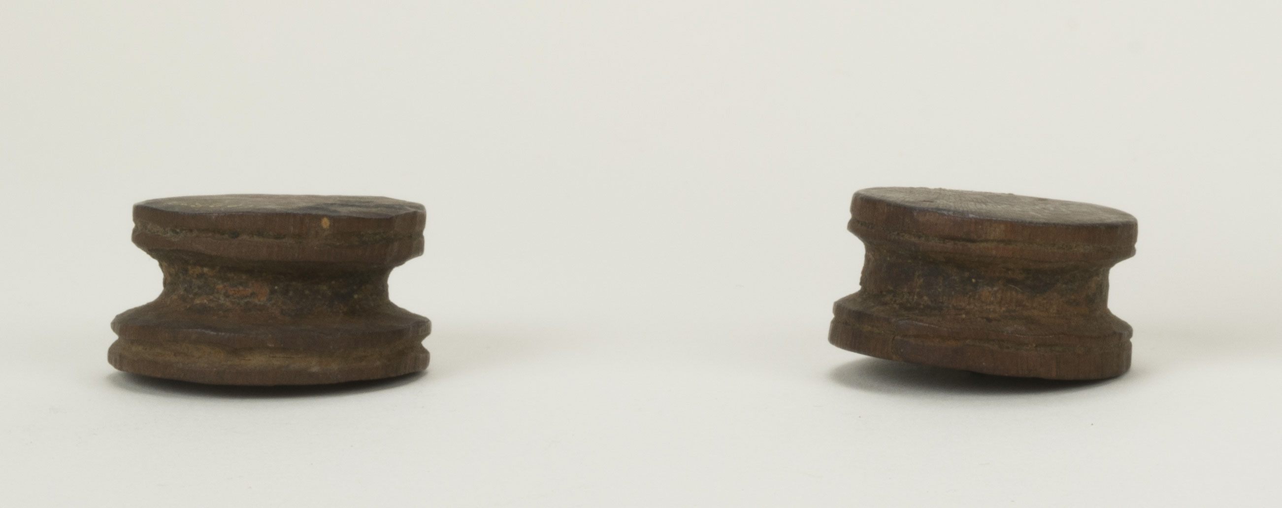 Front view (c) Field Museum of Natural History - CC BY-NC 4.0