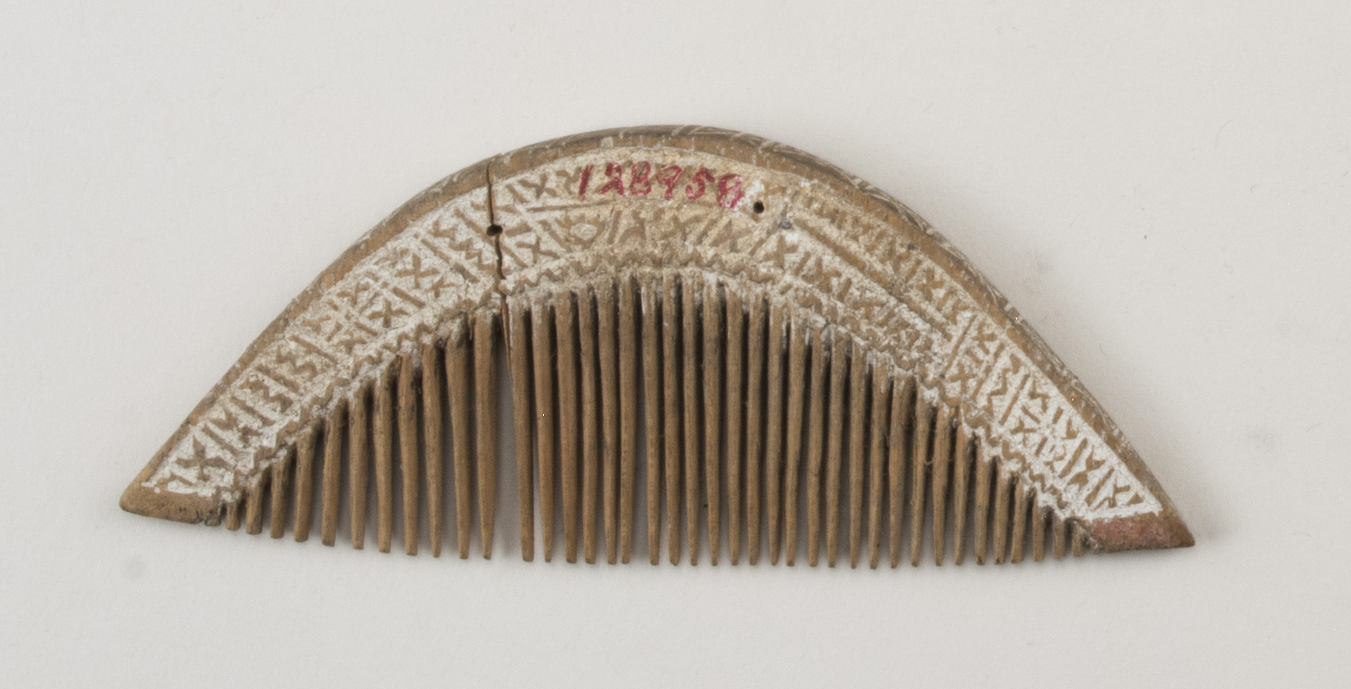 Top view (c) Field Museum of Natural History - CC BY-NC 4.0