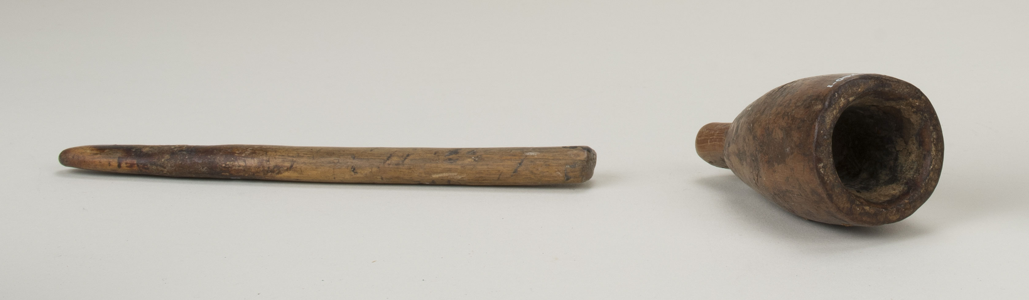 Front view (c) Field Museum of Natural History - CC BY-NC 4.0