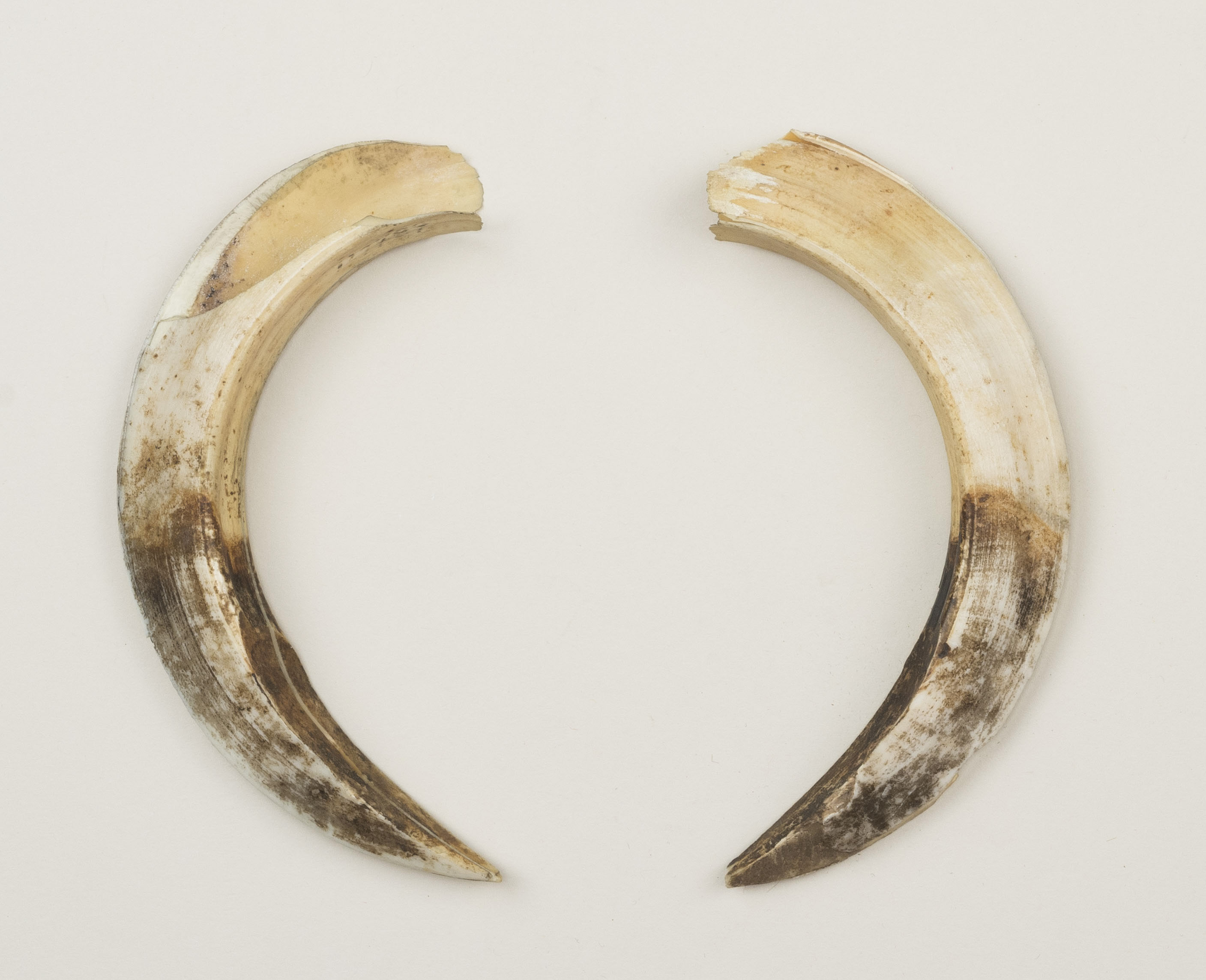 Top view (c) Field Museum of Natural History - CC BY-NC 4.0