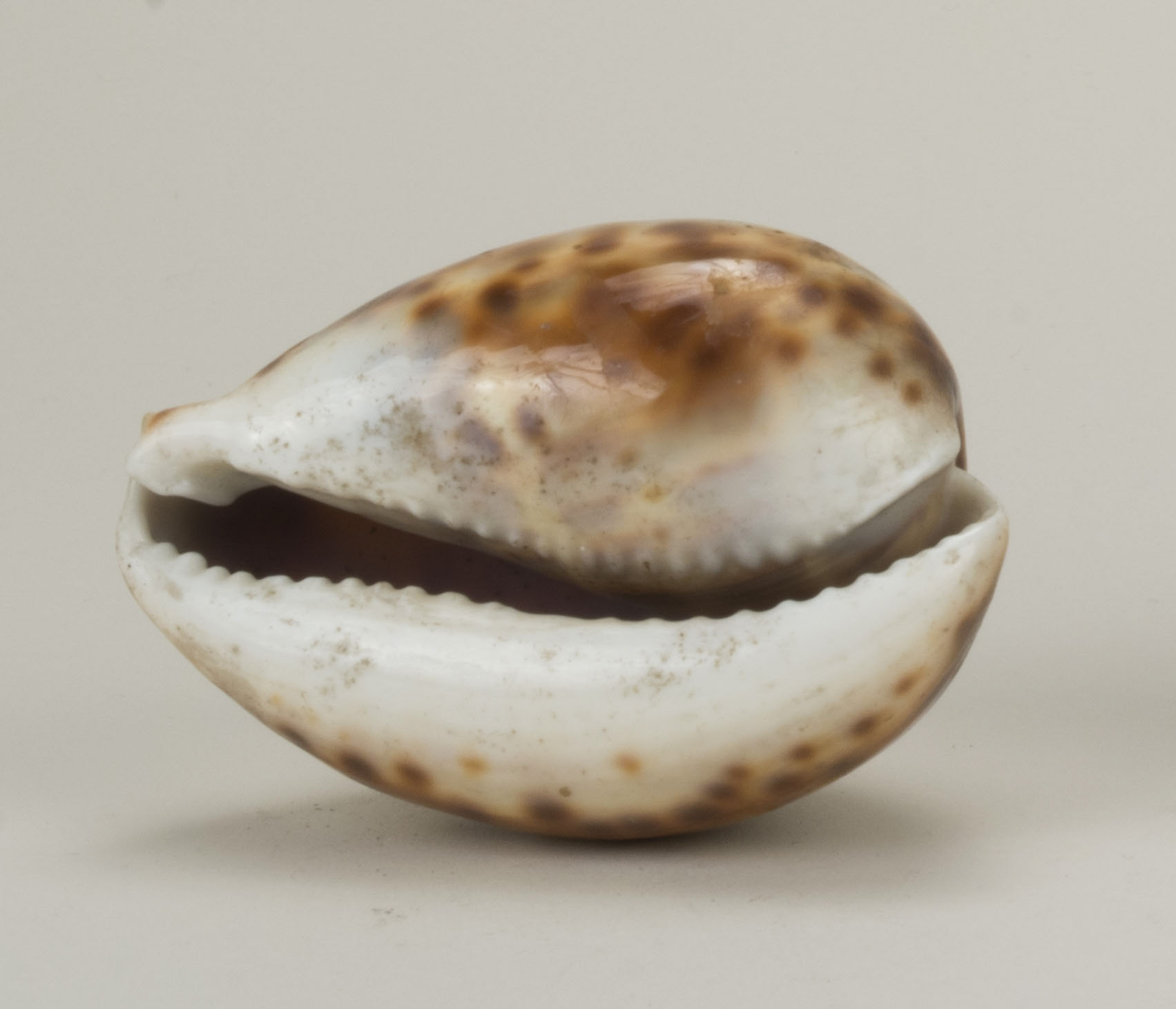 Back view (c) Field Museum of Natural History - CC BY-NC 4.0