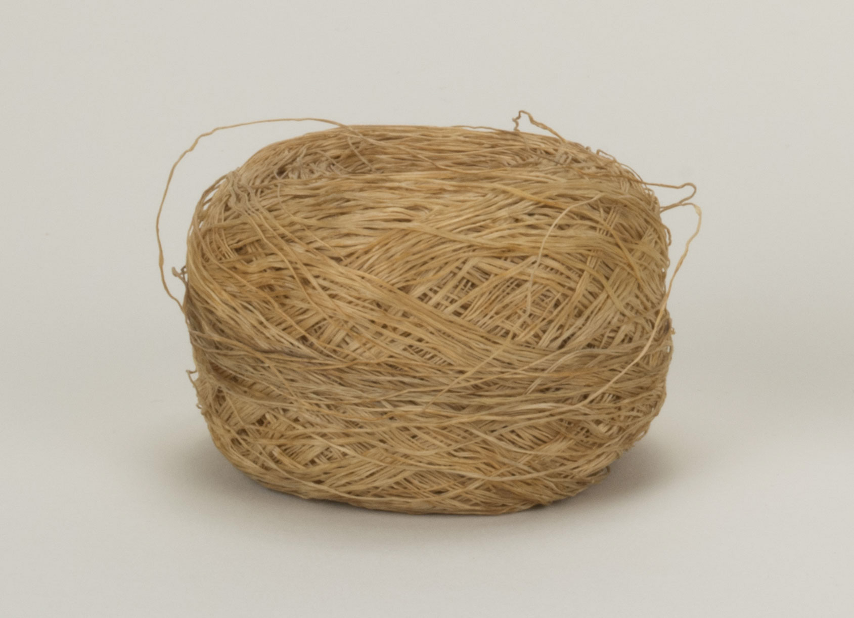 Front view (c) Field Museum of Natural History - CC BY-NC 4.0