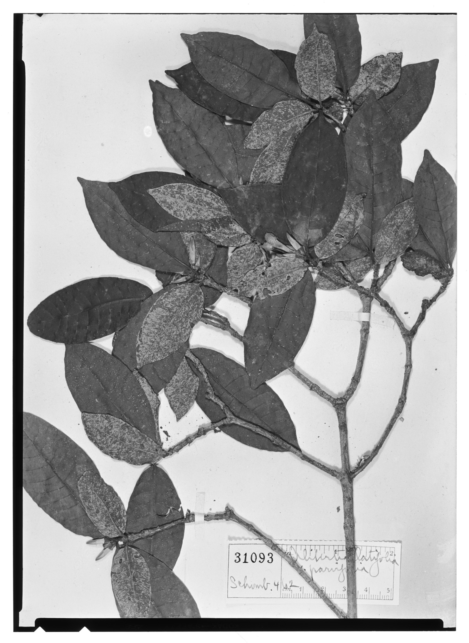 Alibertia latifolia image