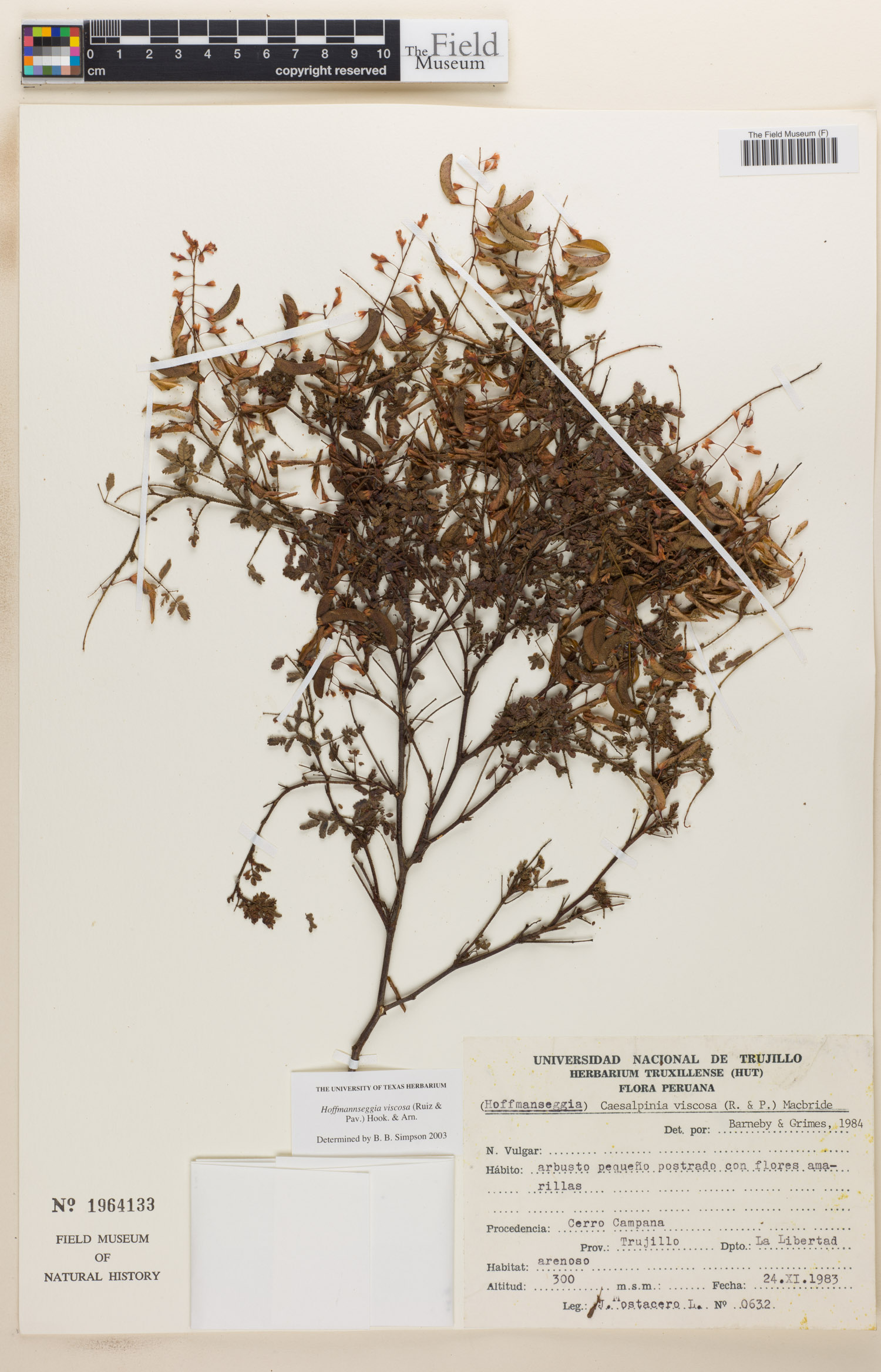 Caesalpinia viscosa image