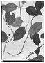 Manettia glandulosa image