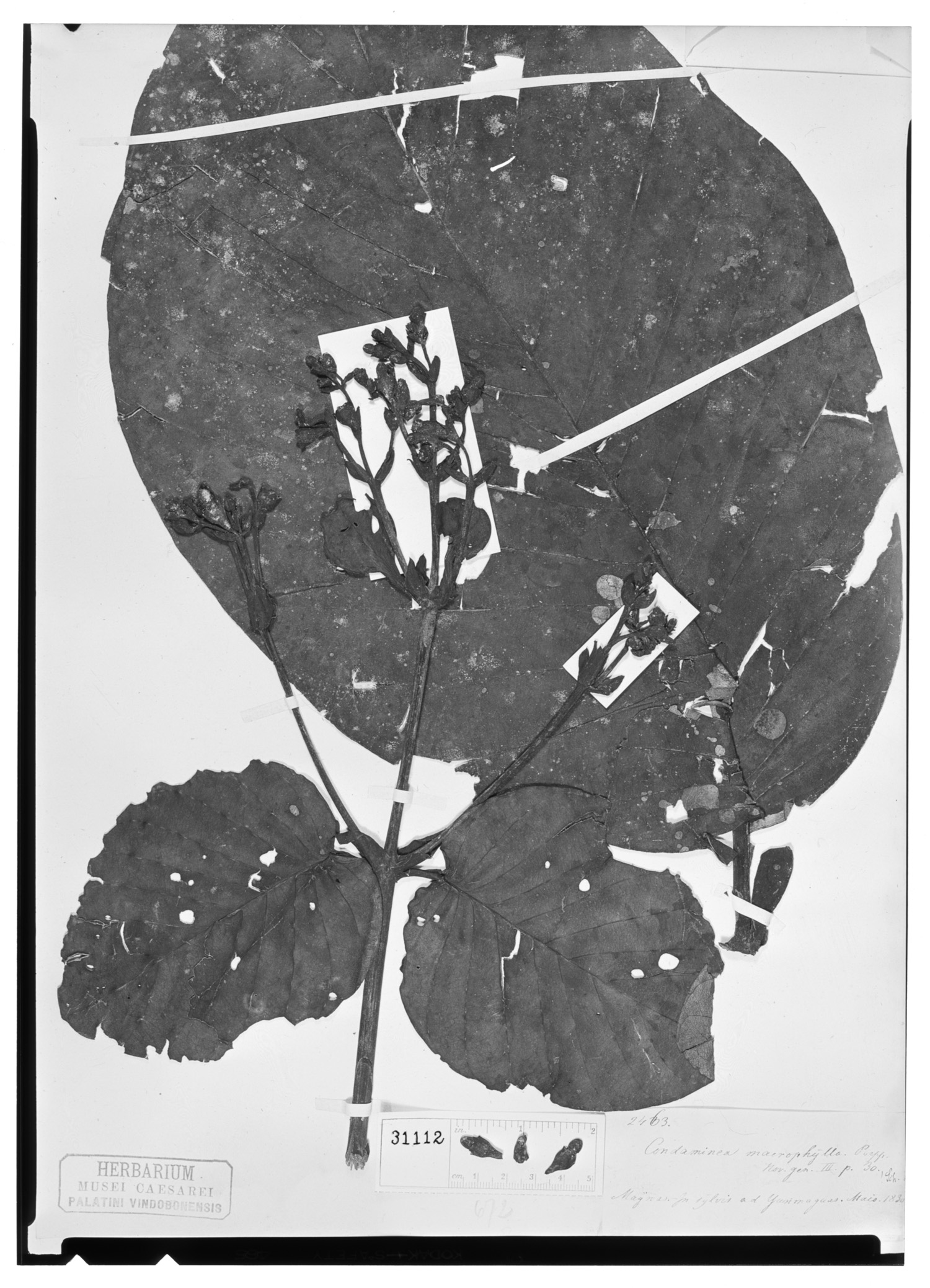 Condaminea macrophylla image