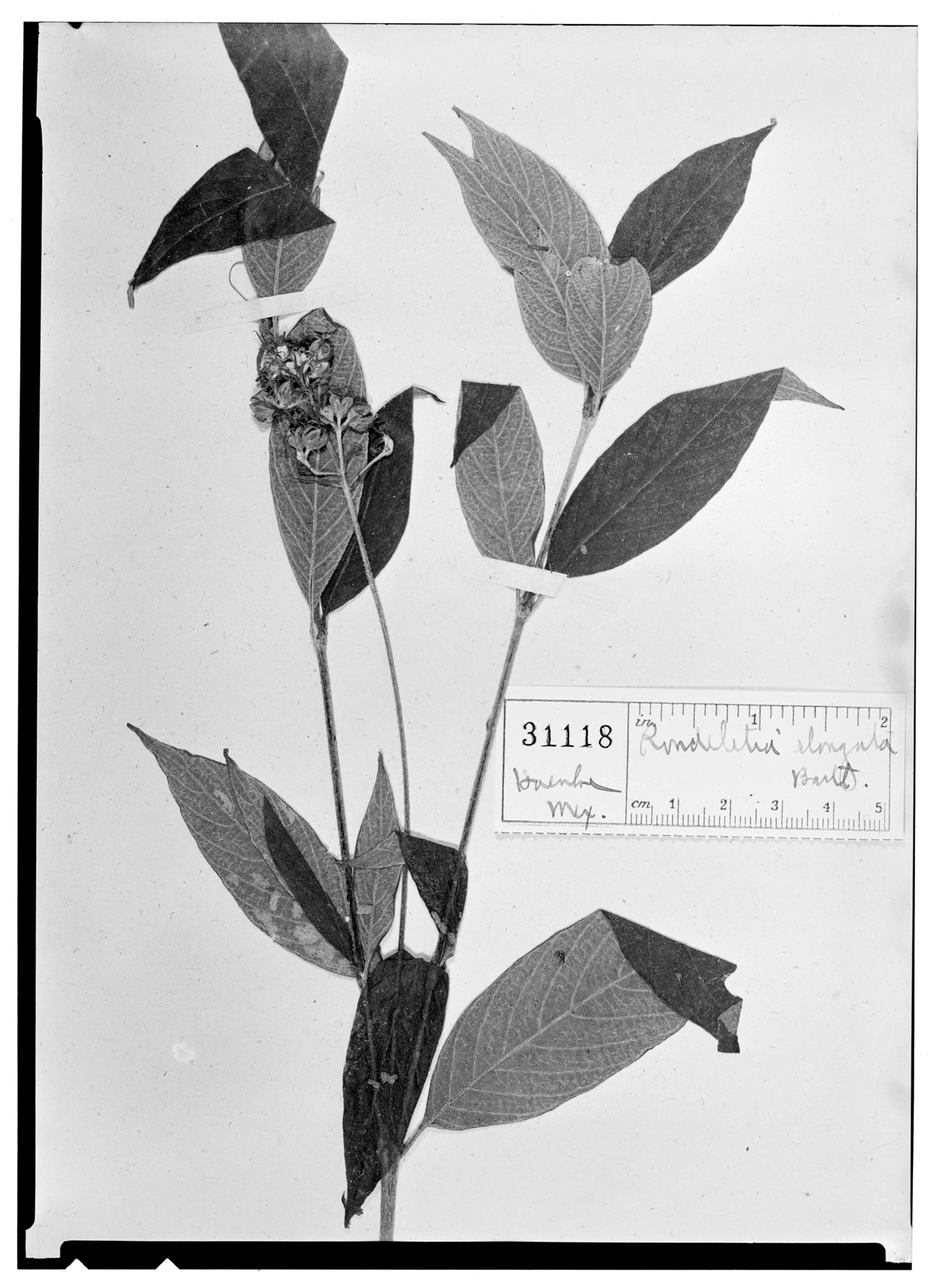 Arachnothryx leucophylla image
