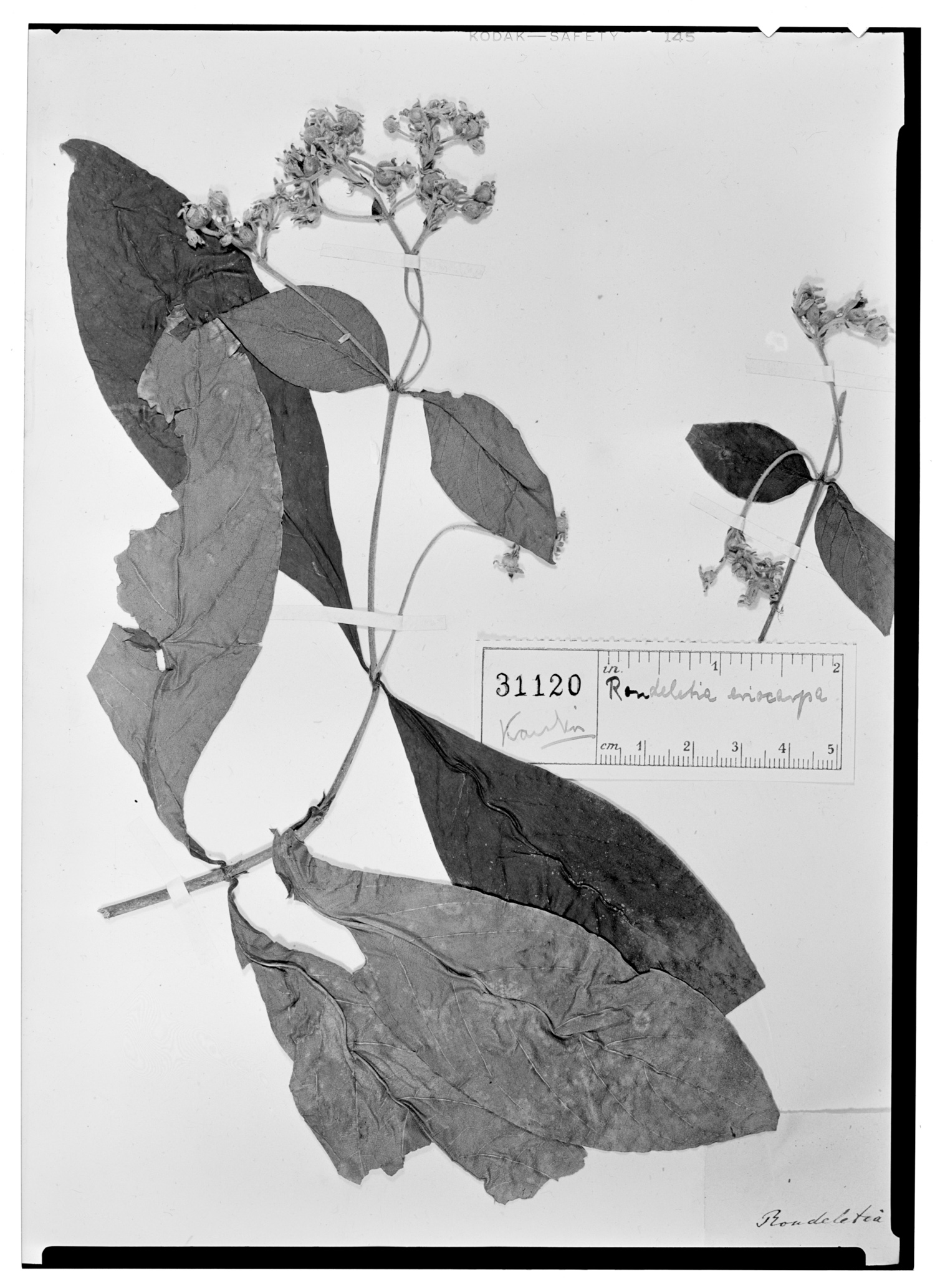 Rondeletia eriocarpa image
