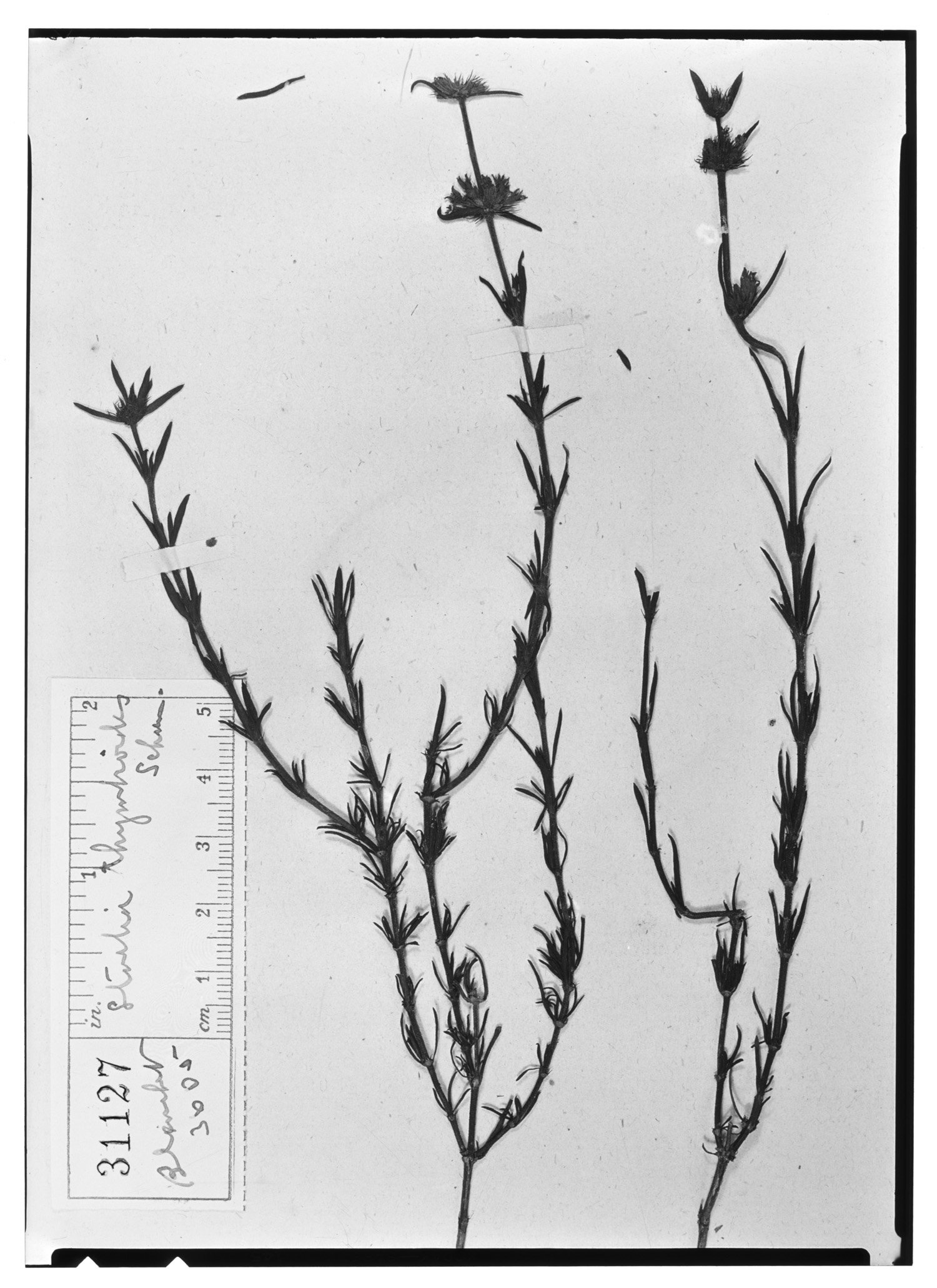 Staelia thymbroides image