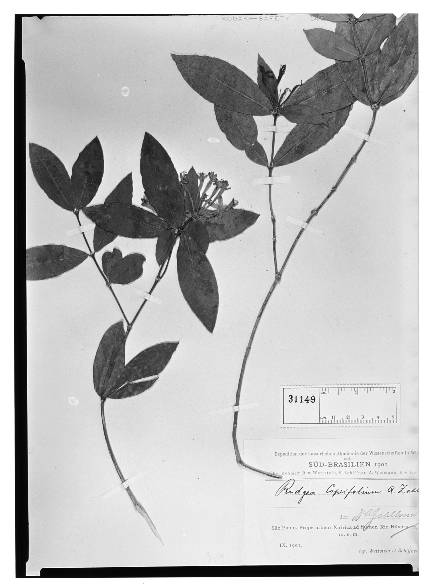 Rudgea parquioides subsp. caprifolium image