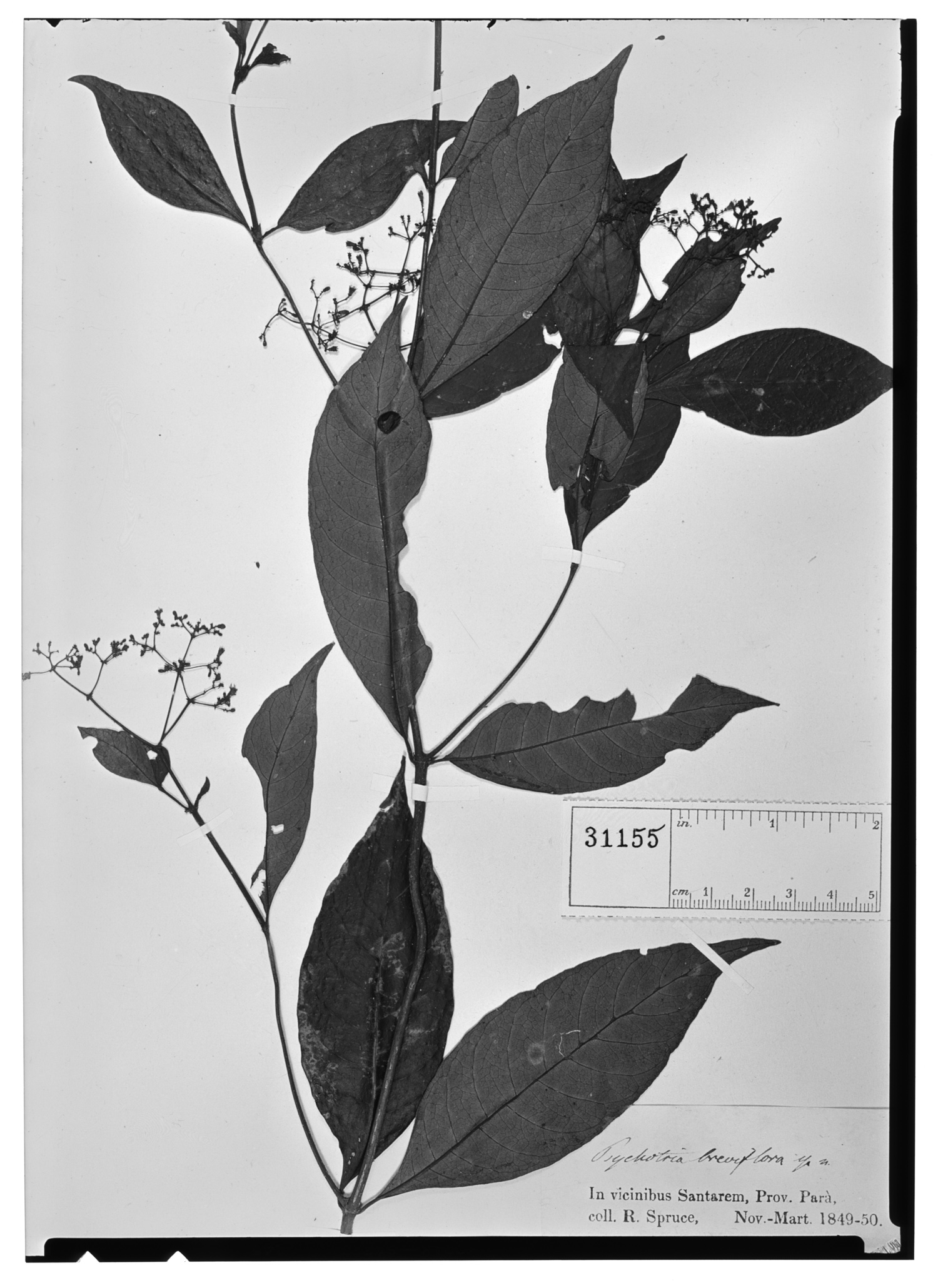 Psychotria breviflora image