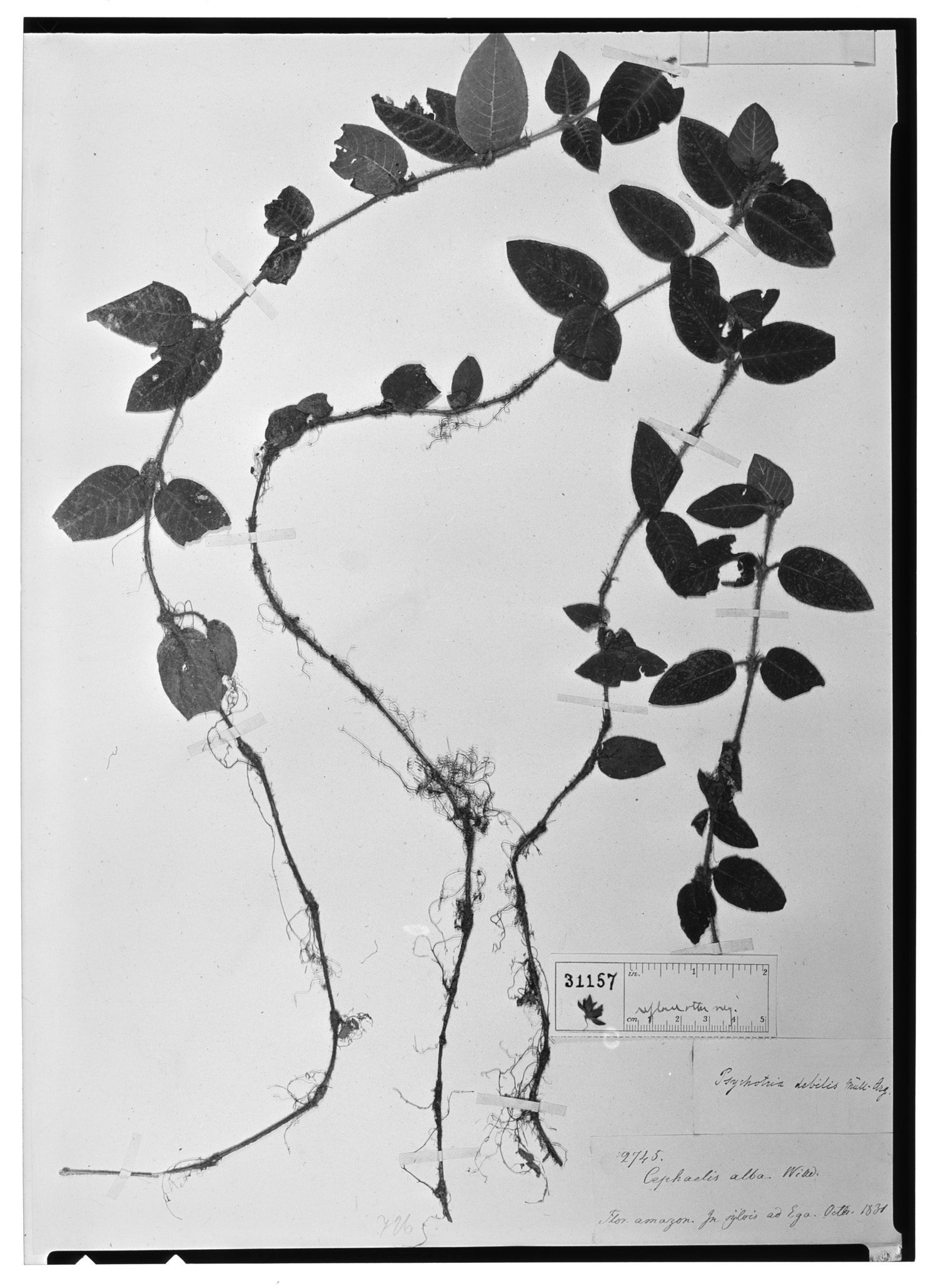 Psychotria debilis image