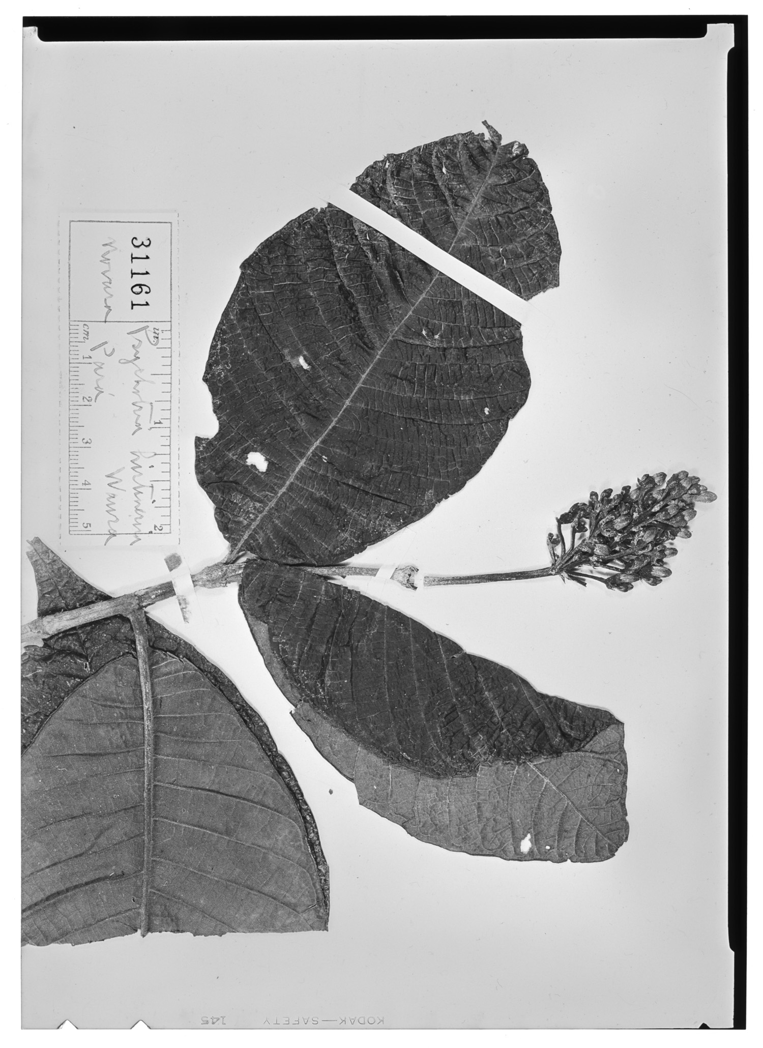Psychotria hirtinervia image