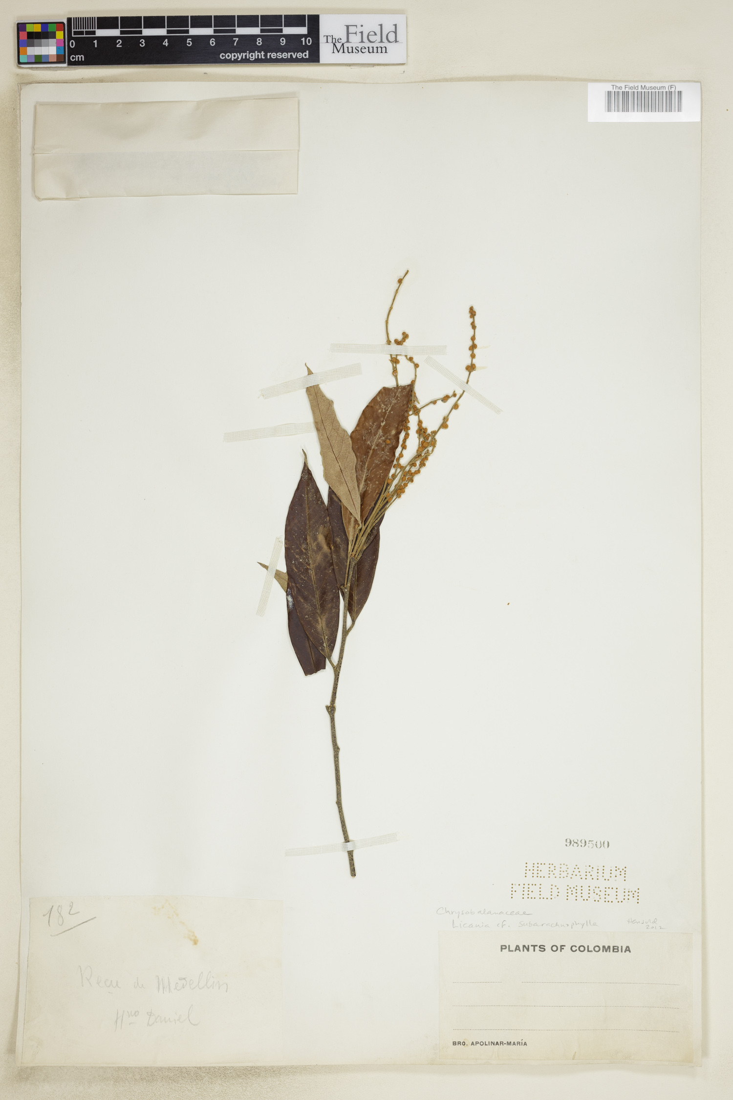 Licania subarachnophylla image