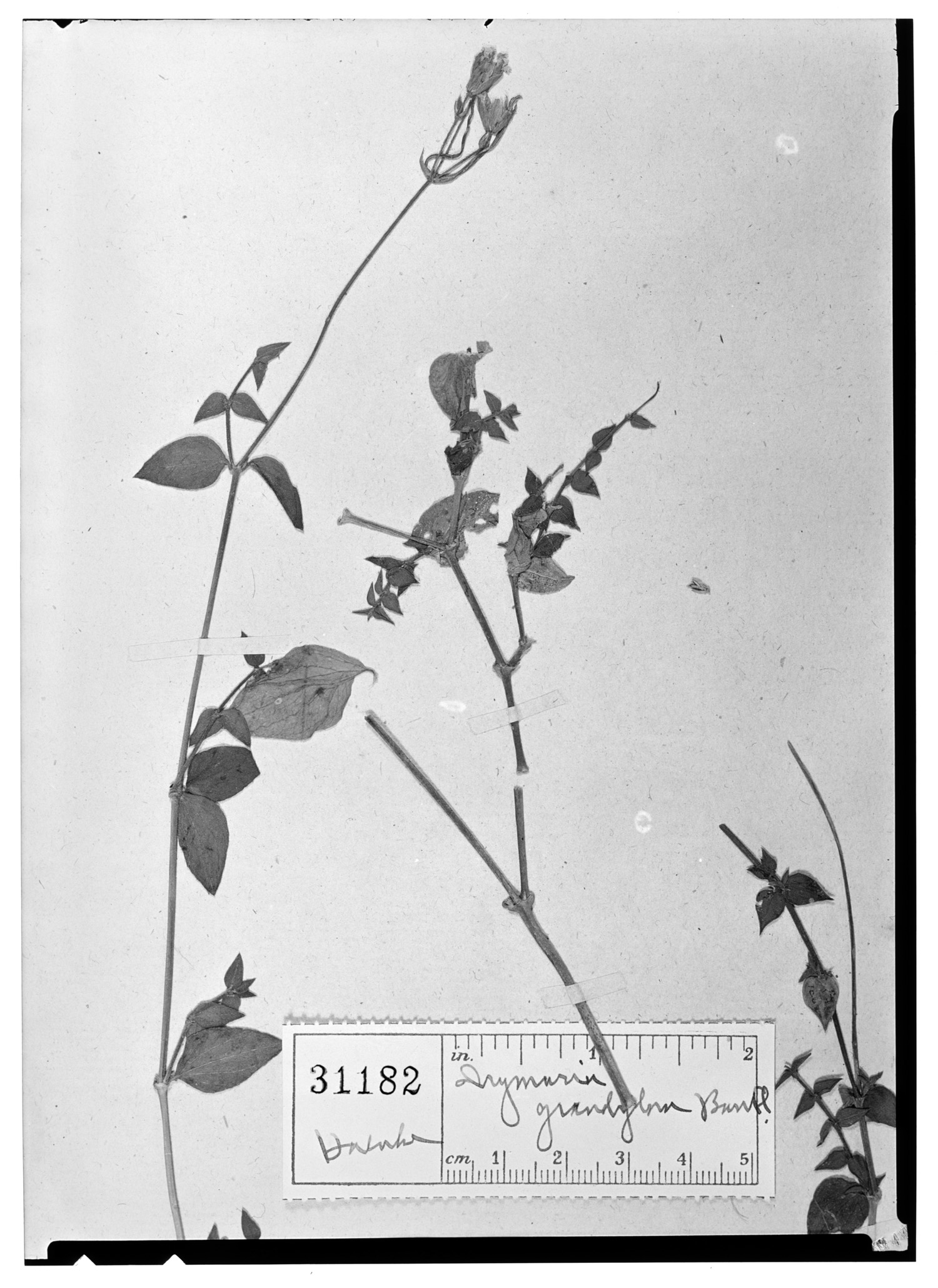 Drymaria grandiflora image
