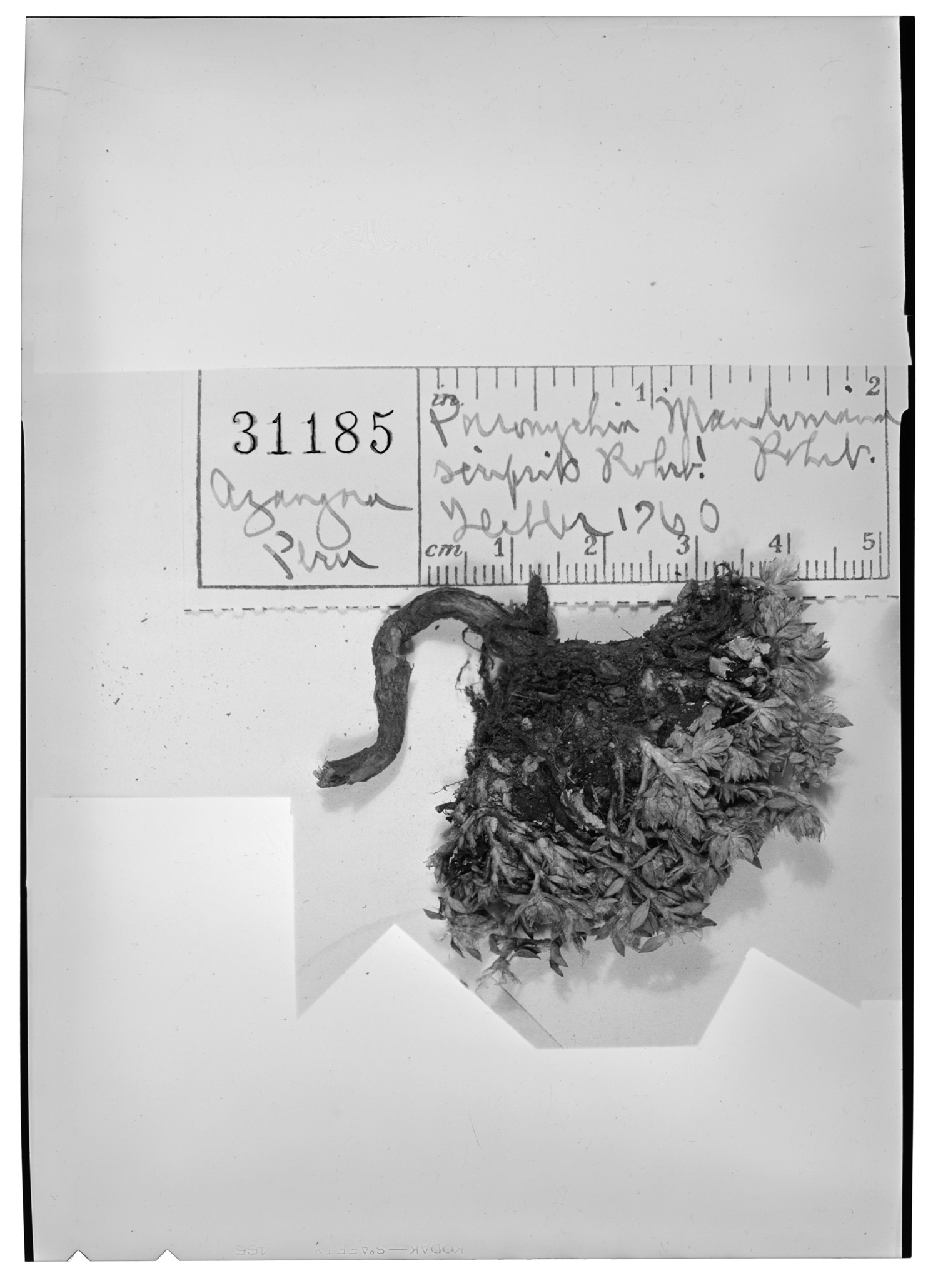 Paronychia mandoniana image