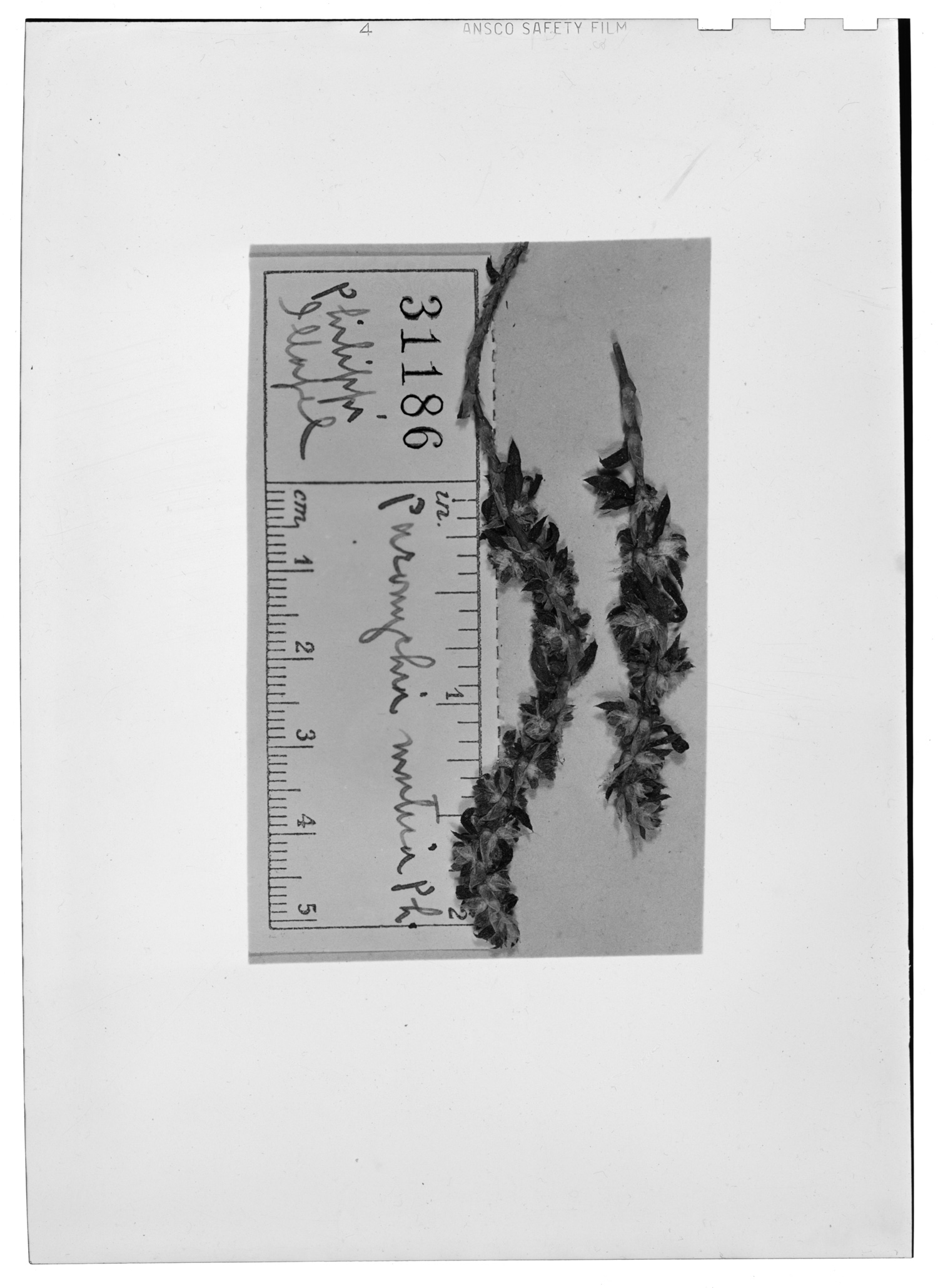 Paronychia mutica image