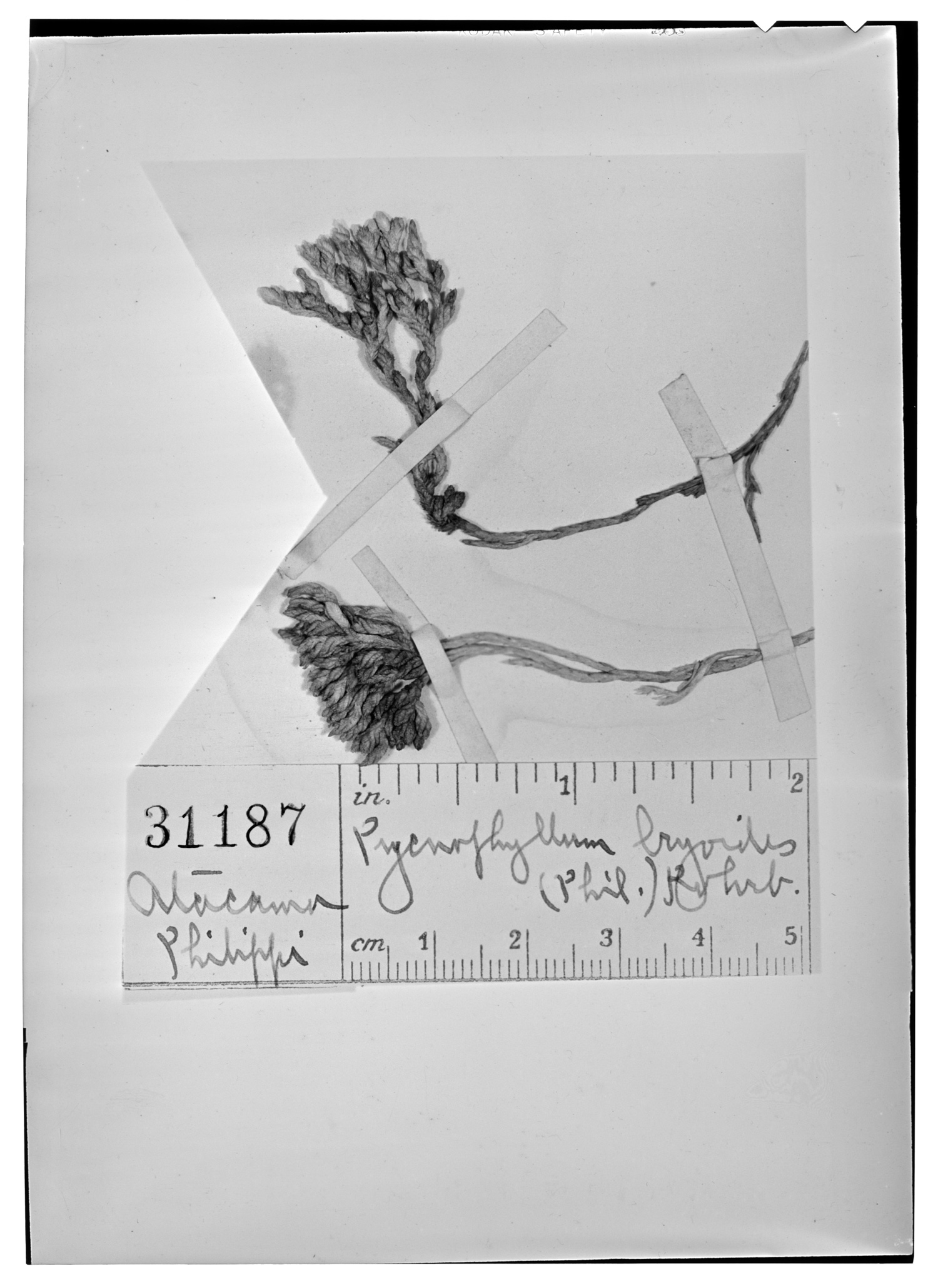 Pycnophyllum bryoides image