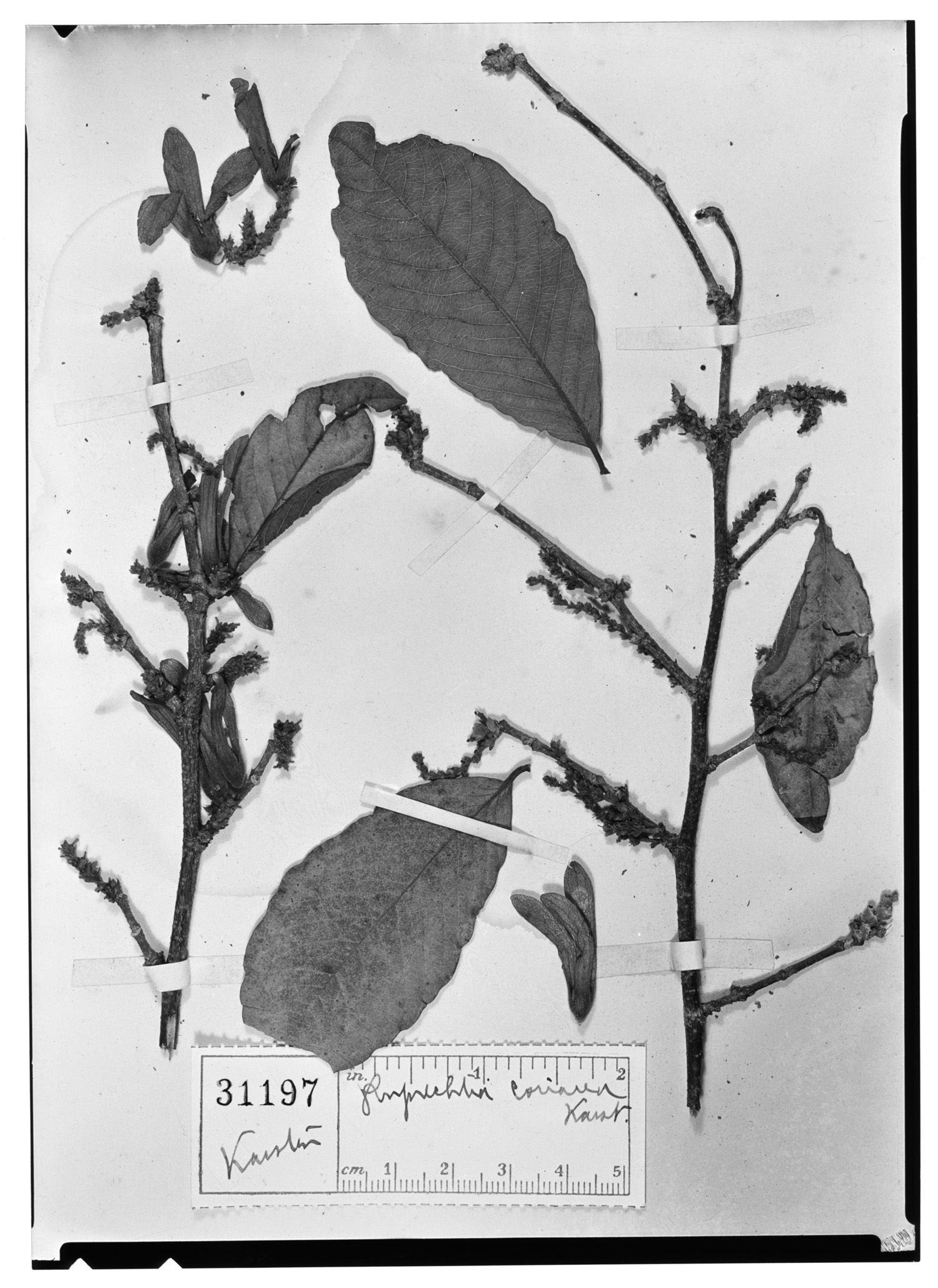 Ruprechtia coriacea image