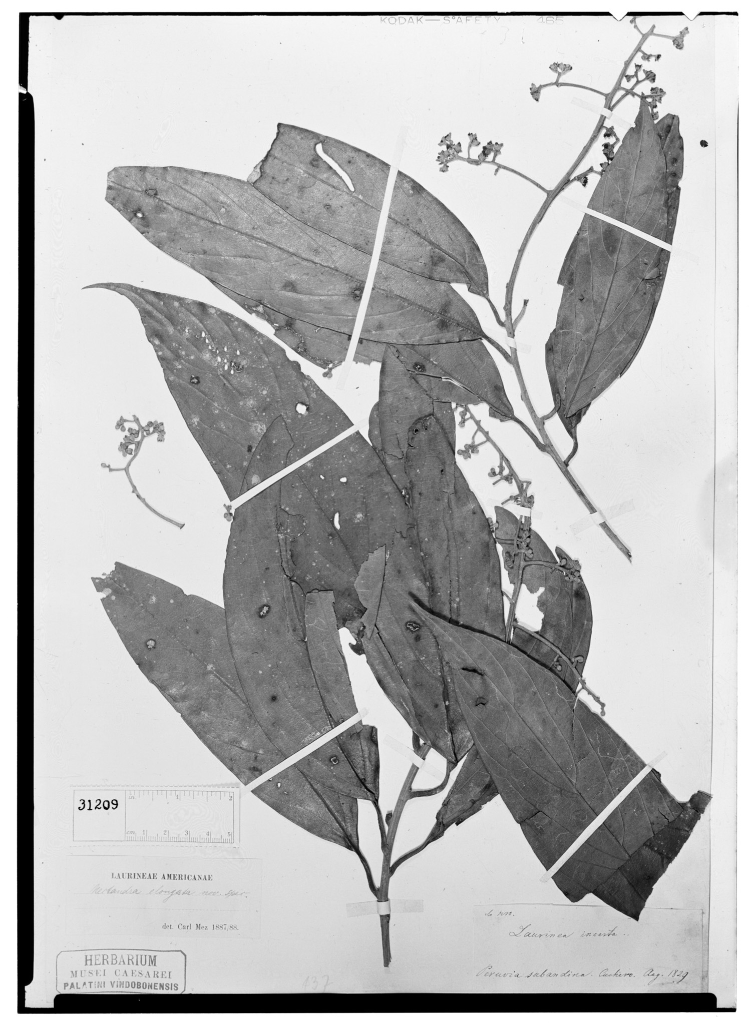 Nectandra elongata image