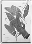 Nectandra elongata image